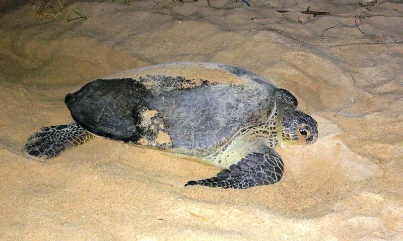 Rescued green turtle returned to the sea (with photos)