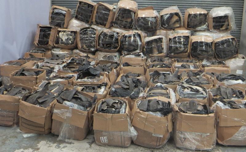 Hong Kong Customs seized over three tonnes of suspected scheduled dried shark fins of endangered species with an estimated market value of about $2.2 million at the Hong Kong International Airport today (May 29). Photo shows the suspected scheduled dried shark fins seized.