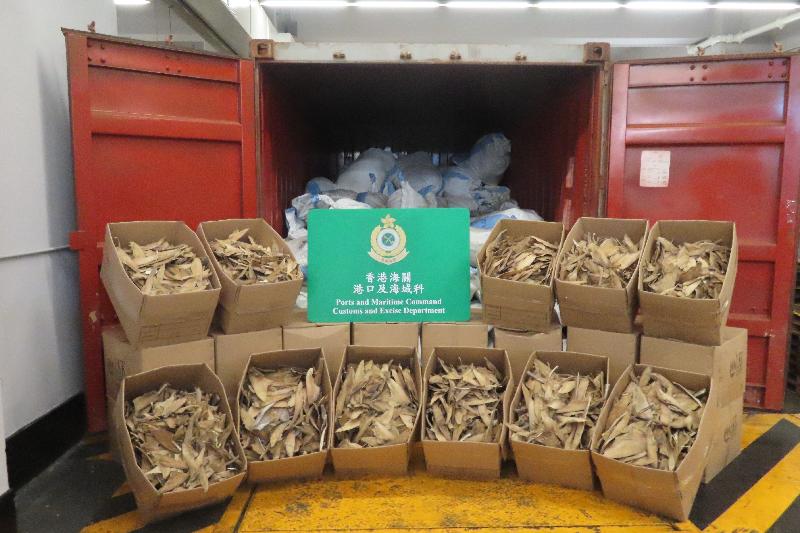 Hong Kong Customs yesterday (June 7) seized about 3.3 tonnes of suspected scheduled dried shark fins of endangered species with an estimated market value of about $4.6 million from a container at the Kwai Chung Customhouse Cargo Examination Compound.  Photo shows the suspected scheduled dried shark fins seized.