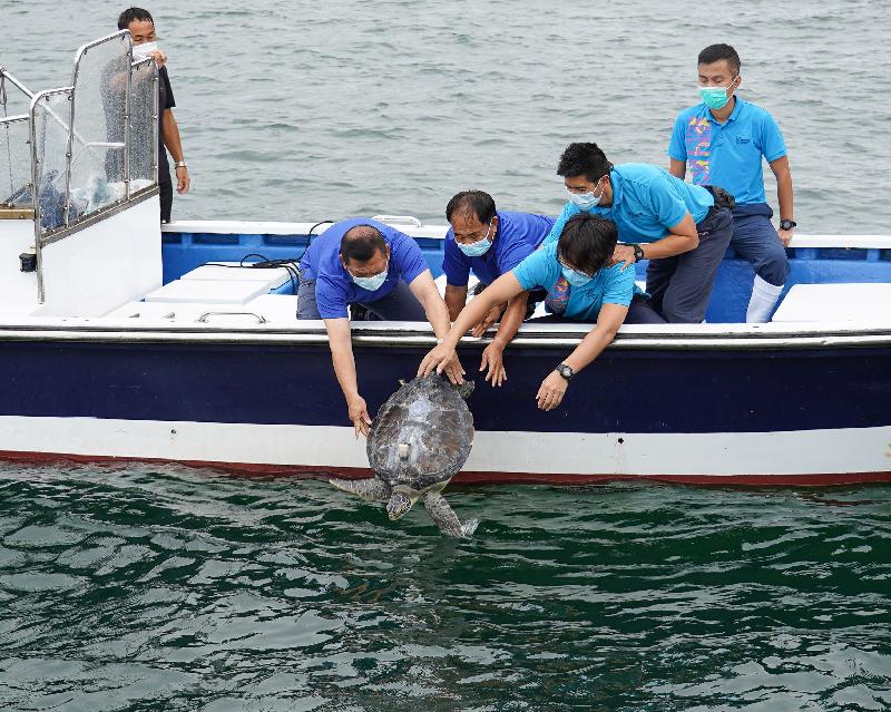 The Agriculture, Fisheries and Conservation Department released a green turtle in the southern waters of Hong Kong today (June 25). Photo shows the green turtle, rescued in the waters of Lantau South on January 4, 2021, being released into the sea.
