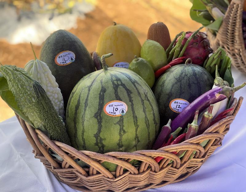 The Agriculture, Fisheries and Conservation Department today (July 7) introduced four highlighted varieties of organic watermelons for the Local Organic Watermelon Festival. Photo shows those varieties with labels, namely Hami Yellow Flesh (top left), seedless 3F-2728 (front centre), Diana (rear centre) and Super Sweet Black Angel 168 (right).
