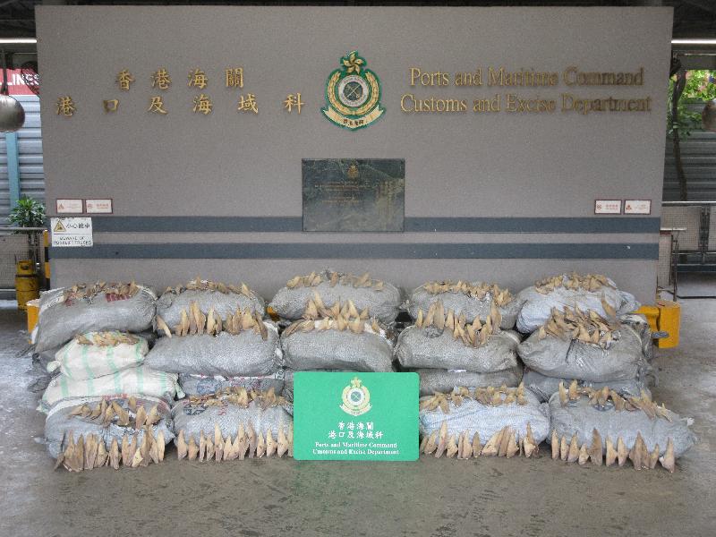 Hong Kong Customs yesterday (August 12) seized a batch of suspected smuggled goods, including about 4 tonnes of dried shark fins and about 1.1 tonnes of suspected scheduled dried guitarfish fins of endangered species, with a total estimated market value of about $3.4 million, from a container at the Kwai Chung Customhouse Cargo Examination Compound. Photo shows some of the suspected smuggled dried shark fins and dried guitarfish fins seized. 