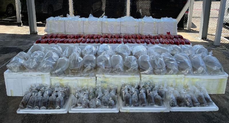 香港海关昨日（八月十九日）在大屿山分流对开海域破获一宗涉嫌利用渔船走私的案件，检获约四百条怀疑受管制活体龙吐珠鱼、超过一百袋怀疑受管制活体石珊瑚，以及约一千七百条冷藏东星斑，估计市值约一百八十二万元。案中三名涉案男子被捕。图示部分检获的怀疑走私货品。