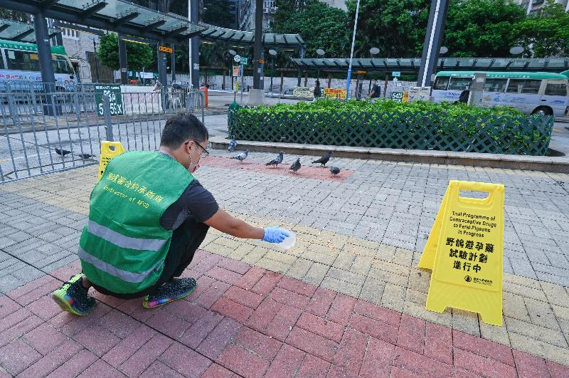 To reduce the nuisance caused by feral pigeons, the Agriculture, Fisheries and Conservation Department today (September 17) launched a two-year Trial Programme of Using Contraceptive Drug on Feral Pigeons at three spots in Central and Western District, Kowloon City District and Sai Kung District respectively where they congregate, in an attempt to control the fertility of feral pigeons by feeding them contraceptive drug-coated feed. Photo shows staff of the service contractor placing contraceptive drug-coated feed at a feeding spot.