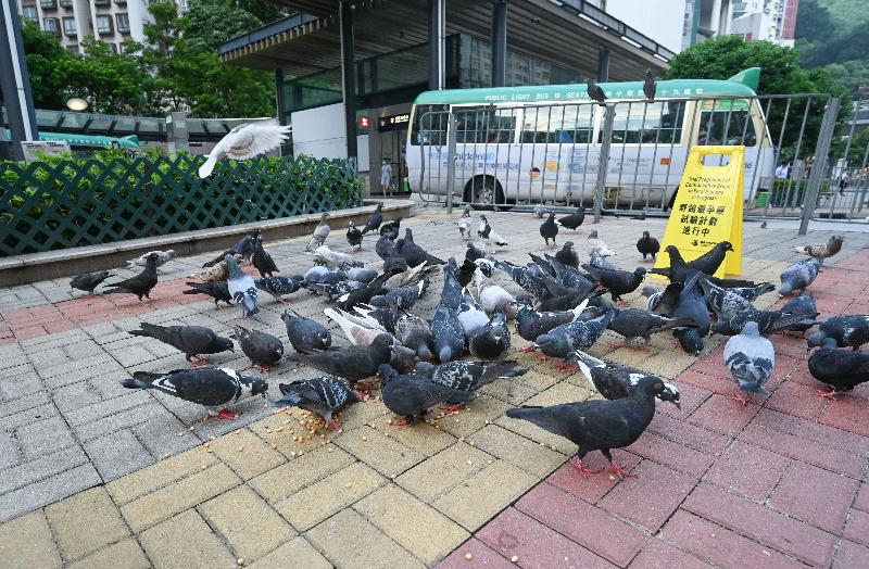 To reduce the nuisance caused by feral pigeons, the Agriculture, Fisheries and Conservation Department today (September 17) launched a two-year Trial Programme of Using Contraceptive Drug on Feral Pigeons at three spots in Central and Western District, Kowloon City District and Sai Kung District respectively where they congregate, in an attempt to control the fertility of feral pigeons by feeding them contraceptive drug-coated feed. Photo shows feral pigeons pecking at contraceptive drug-coated feed.