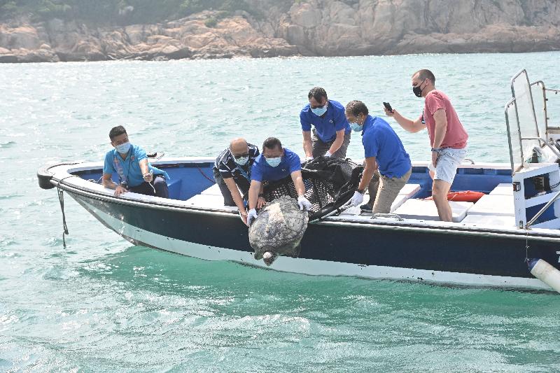 The Agriculture, Fisheries and Conservation Department (AFCD) released a green turtle in the southern waters of Hong Kong today (October 29). Photo shows the green turtle, rescued in the Yung Shue Au fish culture zone on July 22, 2021, being released into the sea.