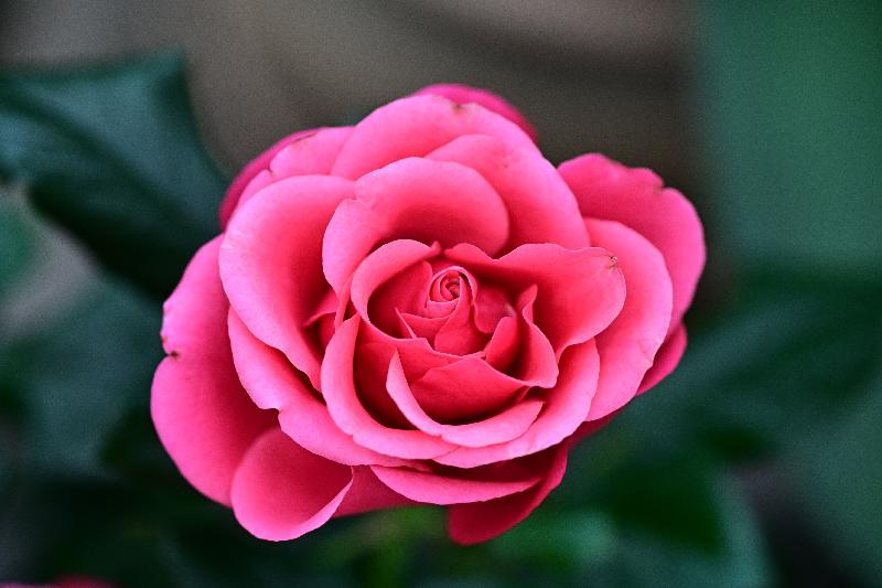 康樂及文化事務署轄下香港公園霍士傑溫室將於十二月一日起舉辦薔薇科植物主題展覽，展出600多株不同形態的薔薇科植物。圖示展覽內的月季。