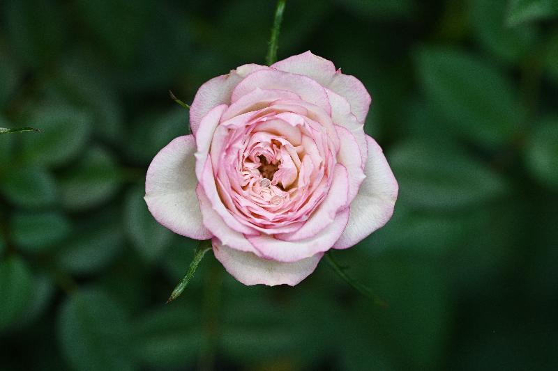 Starting from December 1, a rich variety of about 600 Rosaceae plants will be displayed at a thematic exhibition to be held at the Forsgate Conservatory in Hong Kong Park managed by the Leisure and Cultural Services Department. Photo shows a Rugosa Rose in the exhibition.