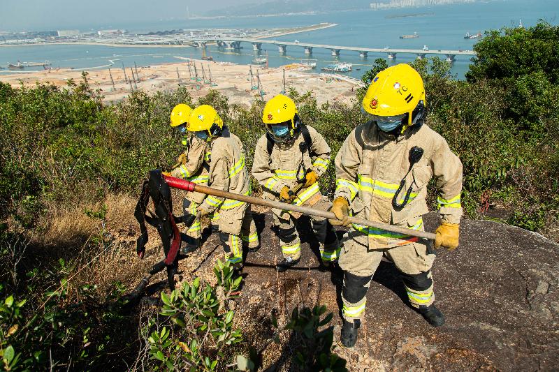 消防人員今日（十一月二十五日）在跨部門山火暨攀山拯救行動演習中，上山以山草拍模擬撲滅山火。