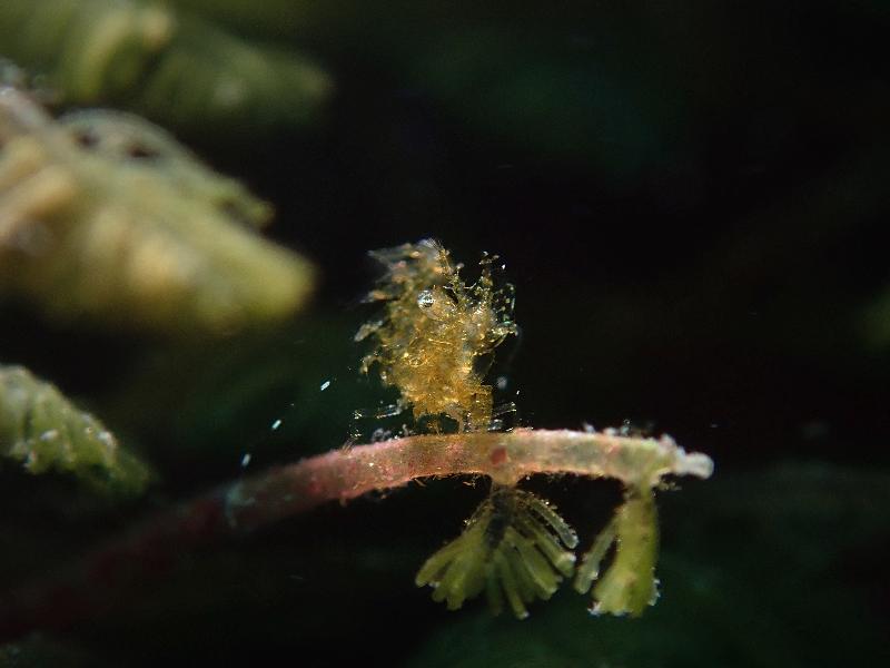 The Hong Kong Underwater Photo and Video Competition 2021, jointly organised by the Agriculture, Fisheries and Conservation Department and the Hong Kong Underwater Association, concluded successfully. Picture shows "Single-eyed Hairy Shrimp", champion of the Macro & Close-up Category in the Open Group Digital Photo Competition, taken by Fran Cheung off Yin Tsz Ngam. This entry is also awarded the special prize for junior underwater photographer.