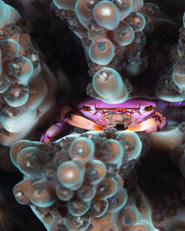 The Hong Kong Underwater Photo and Video Competition 2021, jointly organised by the Agriculture, Fisheries and Conservation Department and the Hong Kong Underwater Association, concluded successfully. Picture shows "The Hidden Pink", second runner-up of the Macro & Close-up Category in the Open Group Digital Photo Competition, taken by Henry Li off Trio Island. This entry is also awarded the special prize for junior underwater photographer.