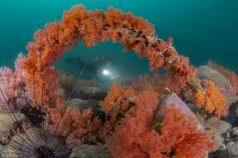 The Hong Kong Underwater Photo and Video Competition 2021, jointly organised by the Agriculture, Fisheries and Conservation Department and the Hong Kong Underwater Association, concluded successfully. Picture shows "Underwater Flower Show", champion of the Standard & Wide Angle Category in the Open Group Digital Photo Competition, taken by Henry Li off Ninepin Group. This entry is also awarded the special prize for junior underwater photographer.