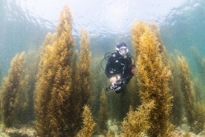 The Hong Kong Underwater Photo and Video Competition 2021, jointly organised by the Agriculture, Fisheries and Conservation Department and the Hong Kong Underwater Association, concluded successfully. Picture shows "Voyage through Sargassum Bed", special prize for junior underwater photographer of the Standard & Wide Angle Category in the Open Group Digital Photo Competition, taken by Aldous Chan off Little Palm Beach.