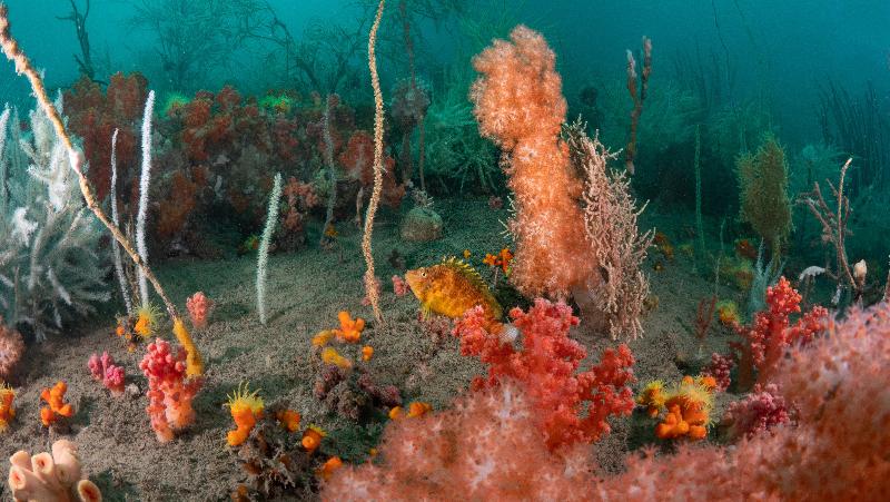 The Hong Kong Underwater Photo and Video Competition 2021, jointly organised by the Agriculture, Fisheries and Conservation Department and the Hong Kong Underwater Association, concluded successfully. Picture shows "Private Garden", Biodiversity Award, taken by Anna Yuen off Sung Kong.