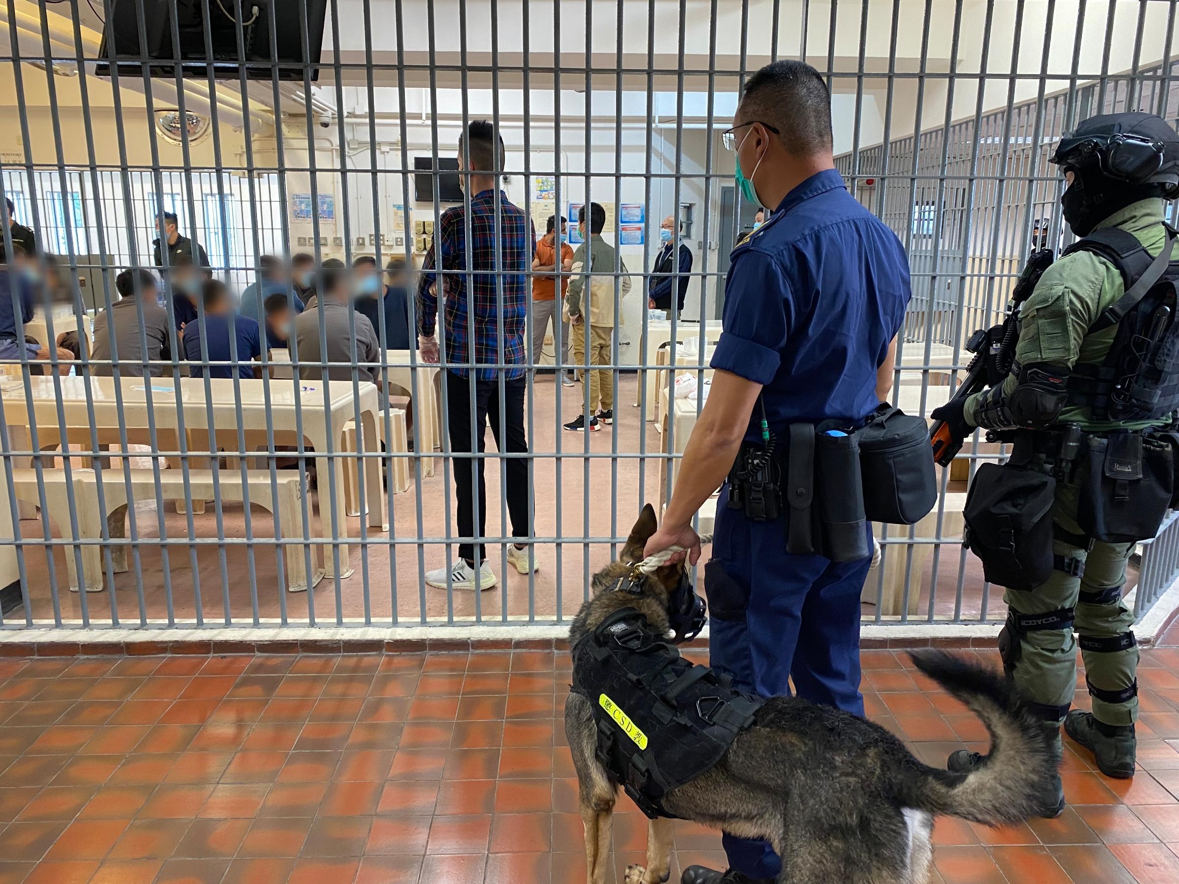 懲教署今日（十二月九日）採取行動打擊東頭懲教所在囚人士的非法活動。圖示區域應變隊及警衛犬隊到東頭懲教所支援。