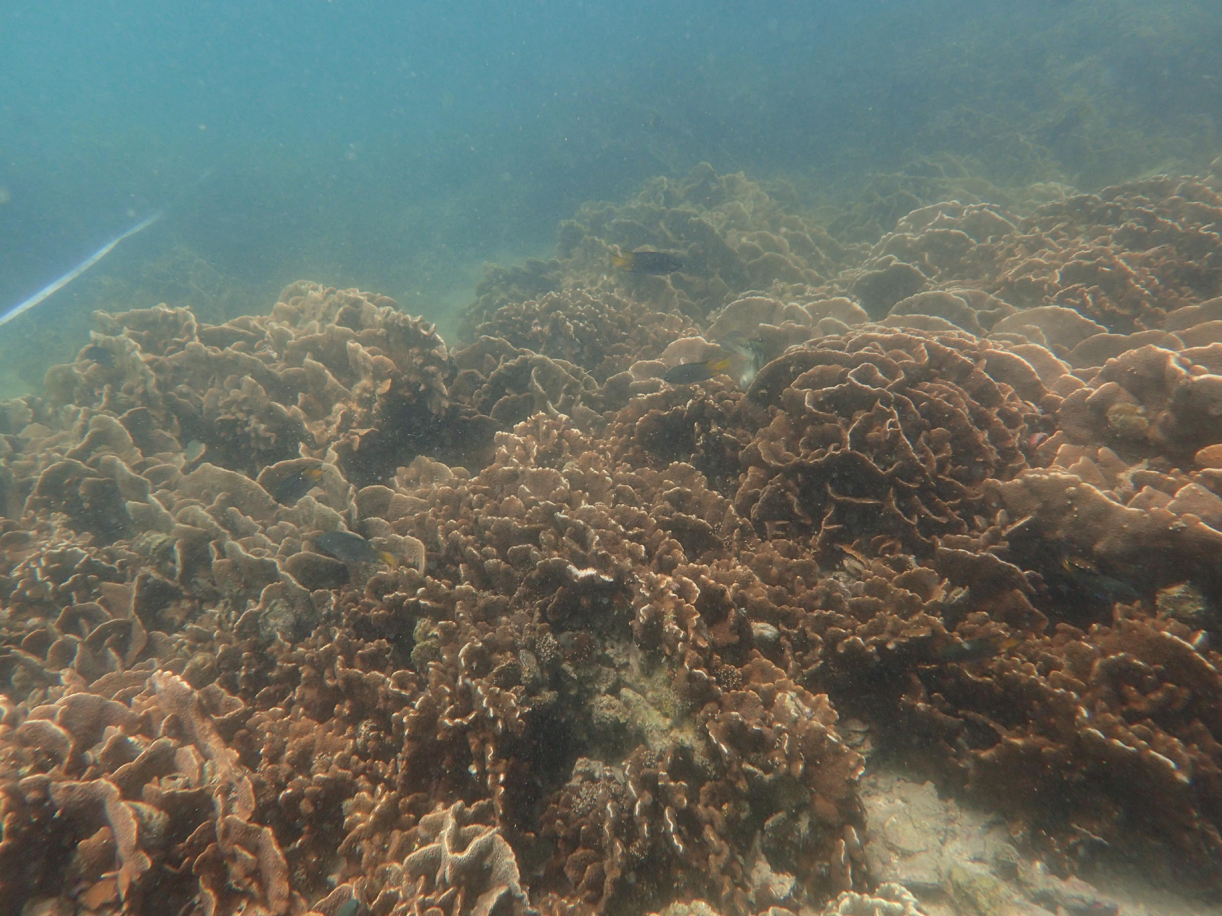 漁農自然護理署今日（十二月十一日）公布今年的香港珊瑚礁普查結果，整體珊瑚生長健康穩定，物種多樣性維持於高水平。圖示攝於萬宜水庫東壩的十字牡丹珊瑚。