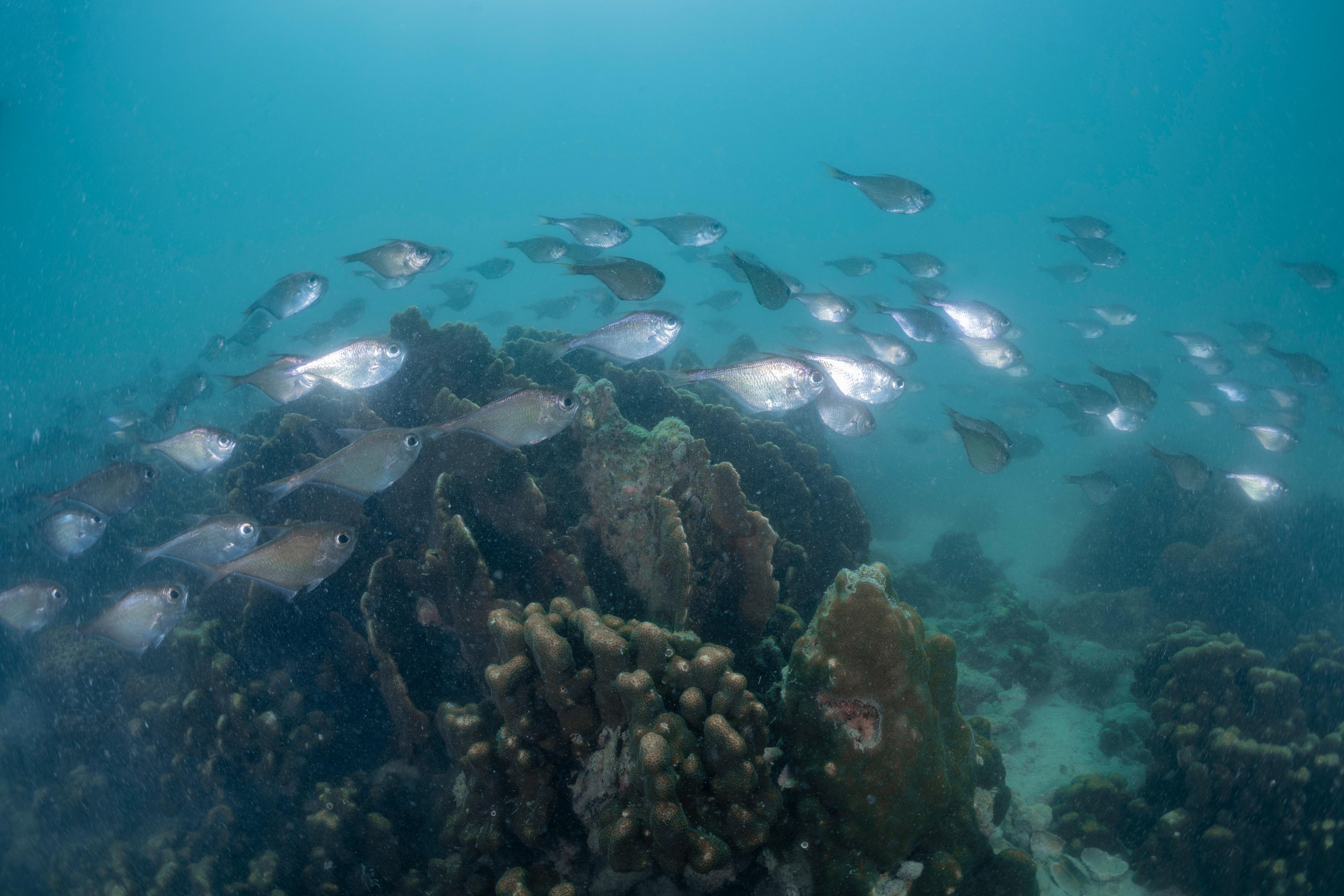 The Agriculture, Fisheries and Conservation Department announced today (December 11) that the Reef Check this year showed that local corals are generally in a healthy and stable condition and that the species diversity remains on the high side. Photo shows a school of silver sweepers at Tung Ping Chau.