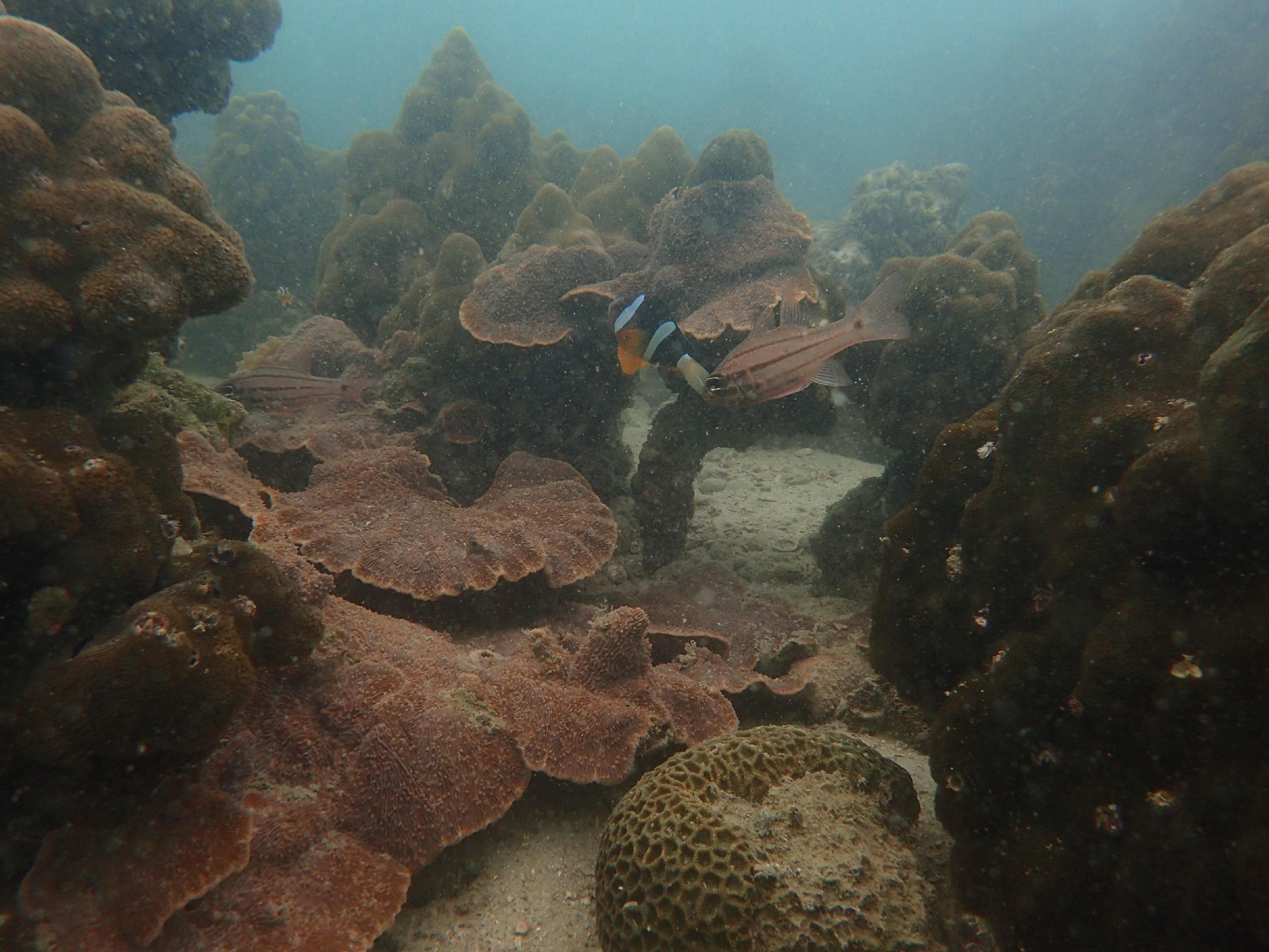 The Agriculture, Fisheries and Conservation Department announced today (December 11) that the Reef Check this year showed that local corals are generally in a healthy and stable condition and that the species diversity remains on the high side. Photo shows corals and reef fishes at Crescent Island West.