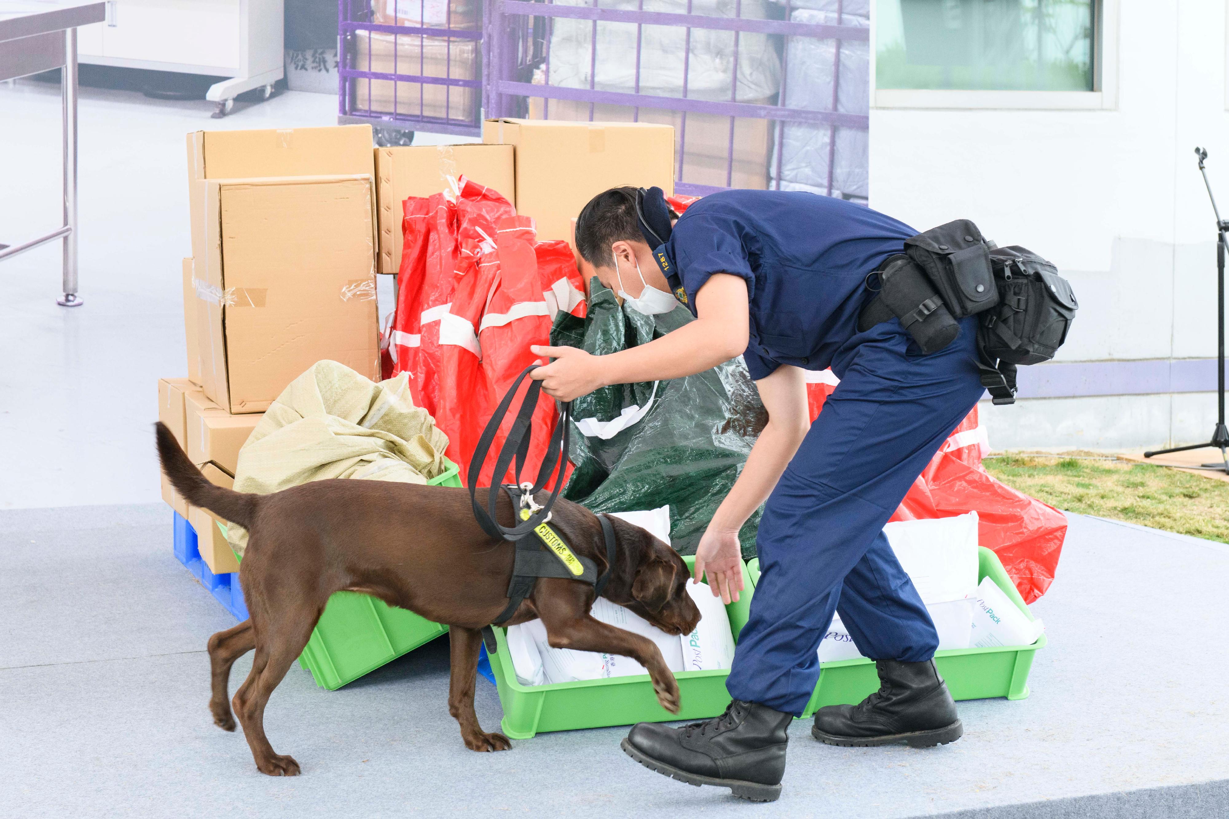 香港海关今日（十二月十五日）公布，正式成立首支枪械搜查犬队，以进一步加强海关在前线堵截非法枪械、枪械配件和弹药流入香港的能力，防范恐怖活动，保护市民生命和维护国家安全。图示领犬员带领枪械搜查犬示范进行嗅查工作。