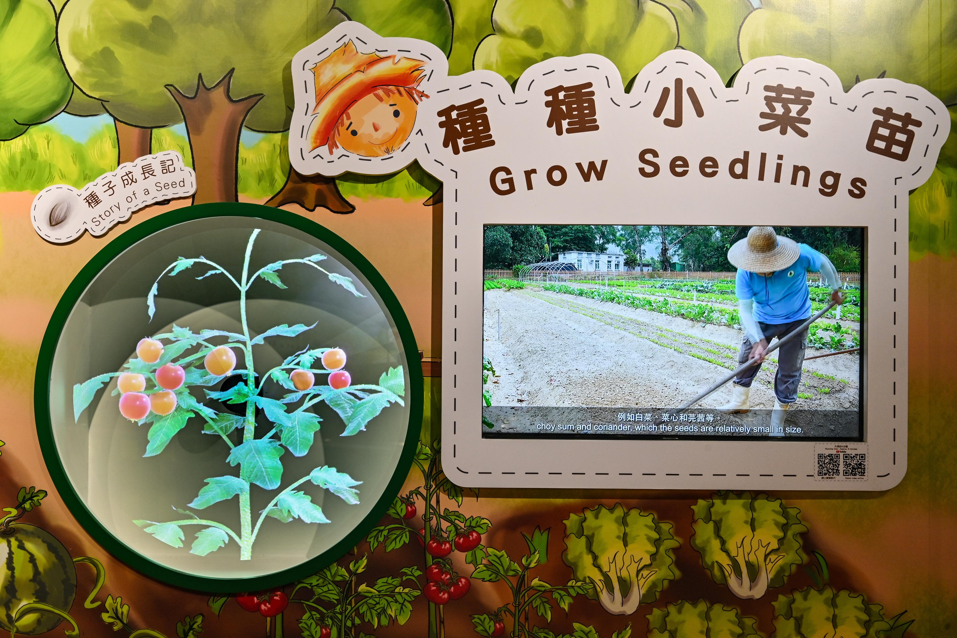 The Agriculture Hall of the Lions Nature Education Centre at Tsiu Hang, Sai Kung, will reopen tomorrow (December 22) upon completion of its revamping. Photo shows one of the exhibits, "Story of a seed", which showcases the whole process of tomato planting (including sowing seeds, growth of seedlings and harvesting) step by step to visitors by using a hologram technique.