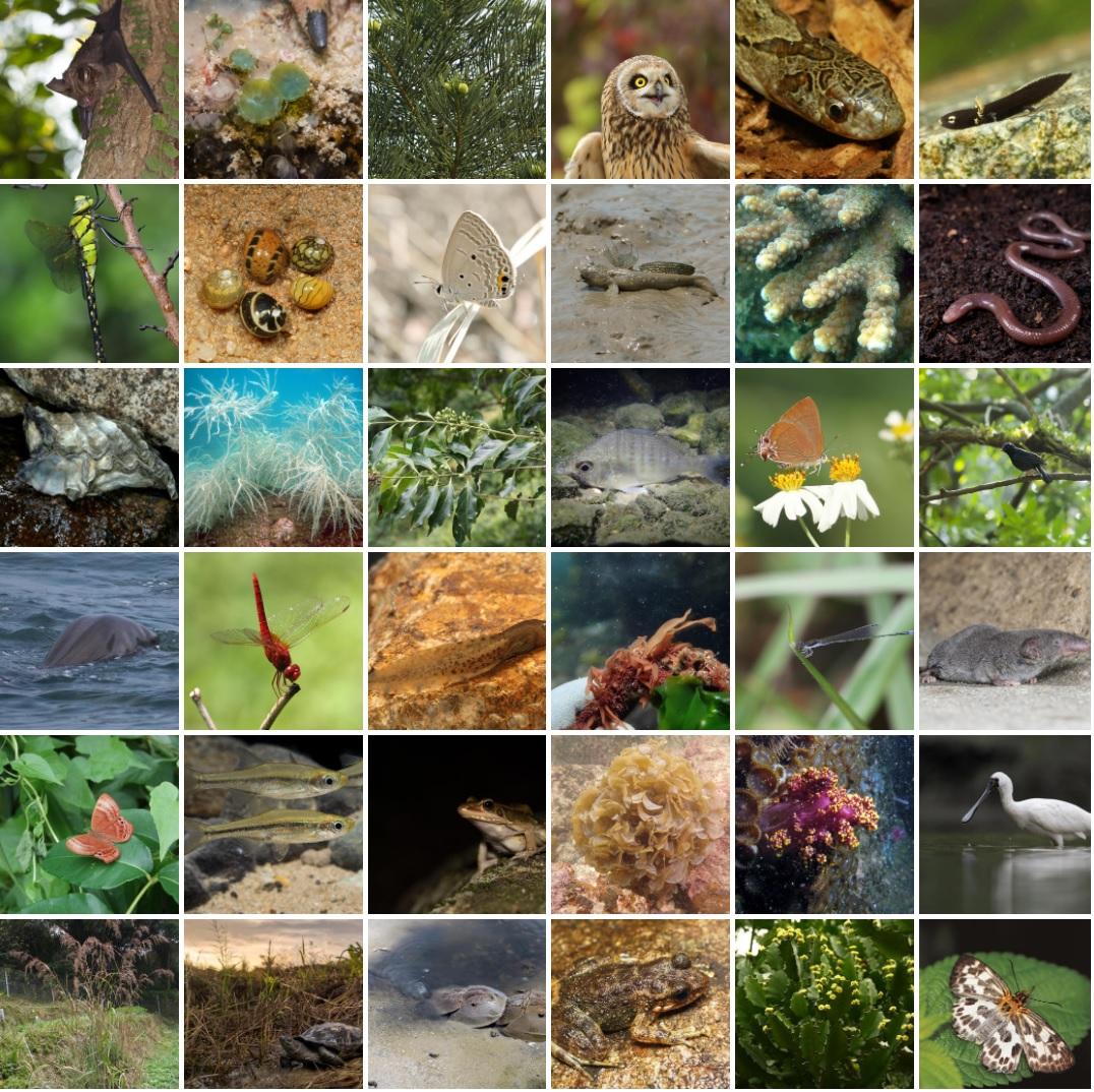 渔农自然护理署今日（三月一日）推出香港生物多样性资讯站，旨在促进公众对本港生物多样性的认识。当中，多媒体数据库载有超过三千种本地物种的相片，呈现出各物种在野外的众生相。