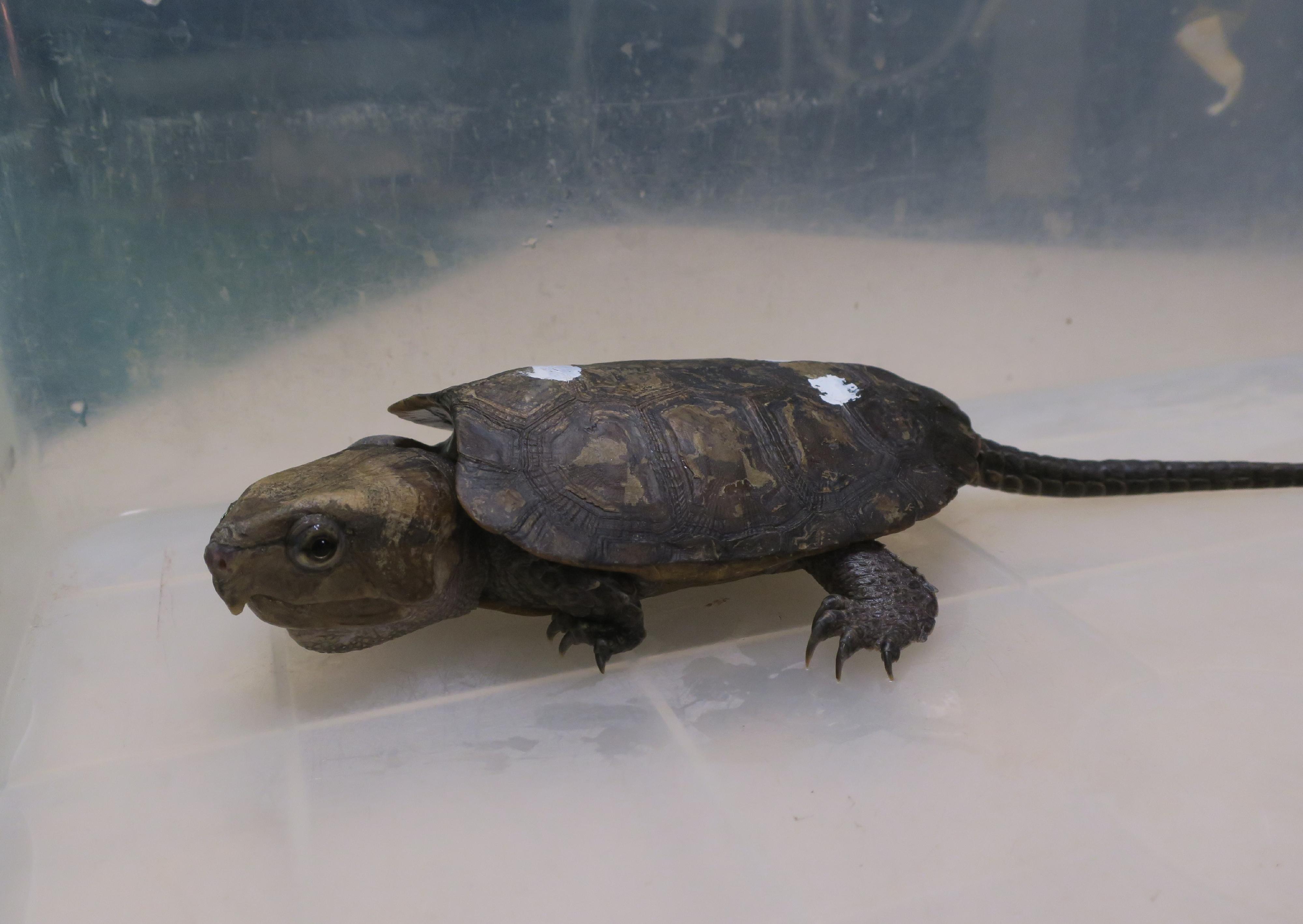 The Agriculture, Fisheries and Conservation Department (AFCD) seized eight endangered freshwater turtles suspected to be illegally possessed in an inspection operation yesterday (April 7). Photo shows a big-headed turtle which is suspected to be poached in Hong Kong and seized by AFCD staff.