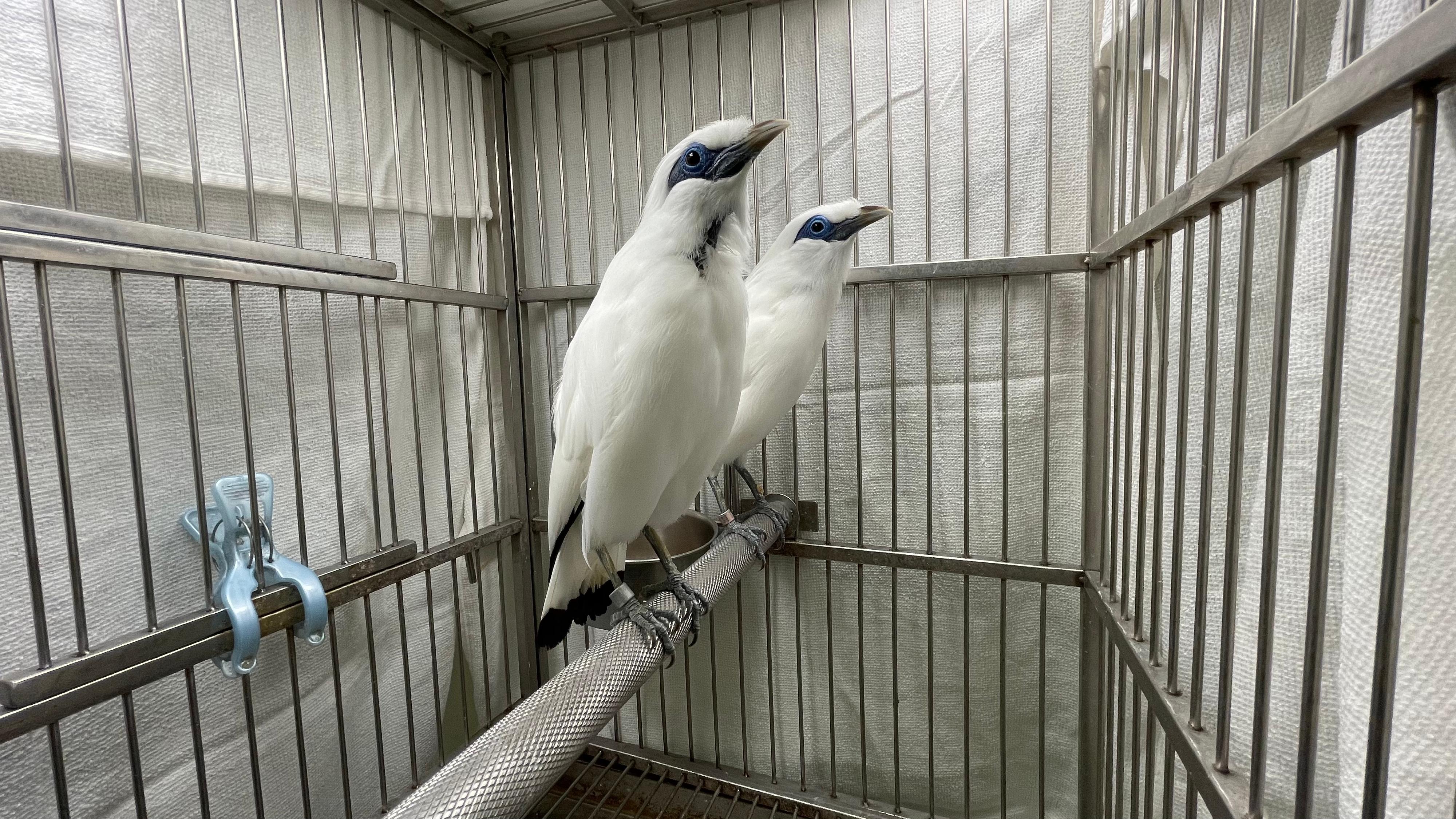 The Agriculture, Fisheries and Conservation Department (AFCD) seized two critically endangered birds suspected of being illegally traded during a test buy today (April 14). Photo shows the two Bali mynas concerned.