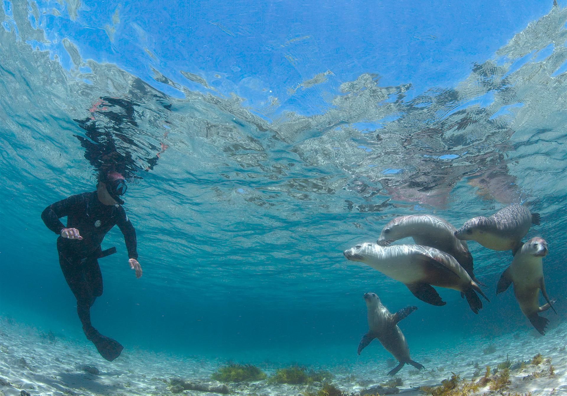 The Hong Kong Space Museum launched a new Omnimax show, "Sea Lions: Life by a Whisker", today (April 21). Picture shows a marine park ranger interacting with Australian sea lions.