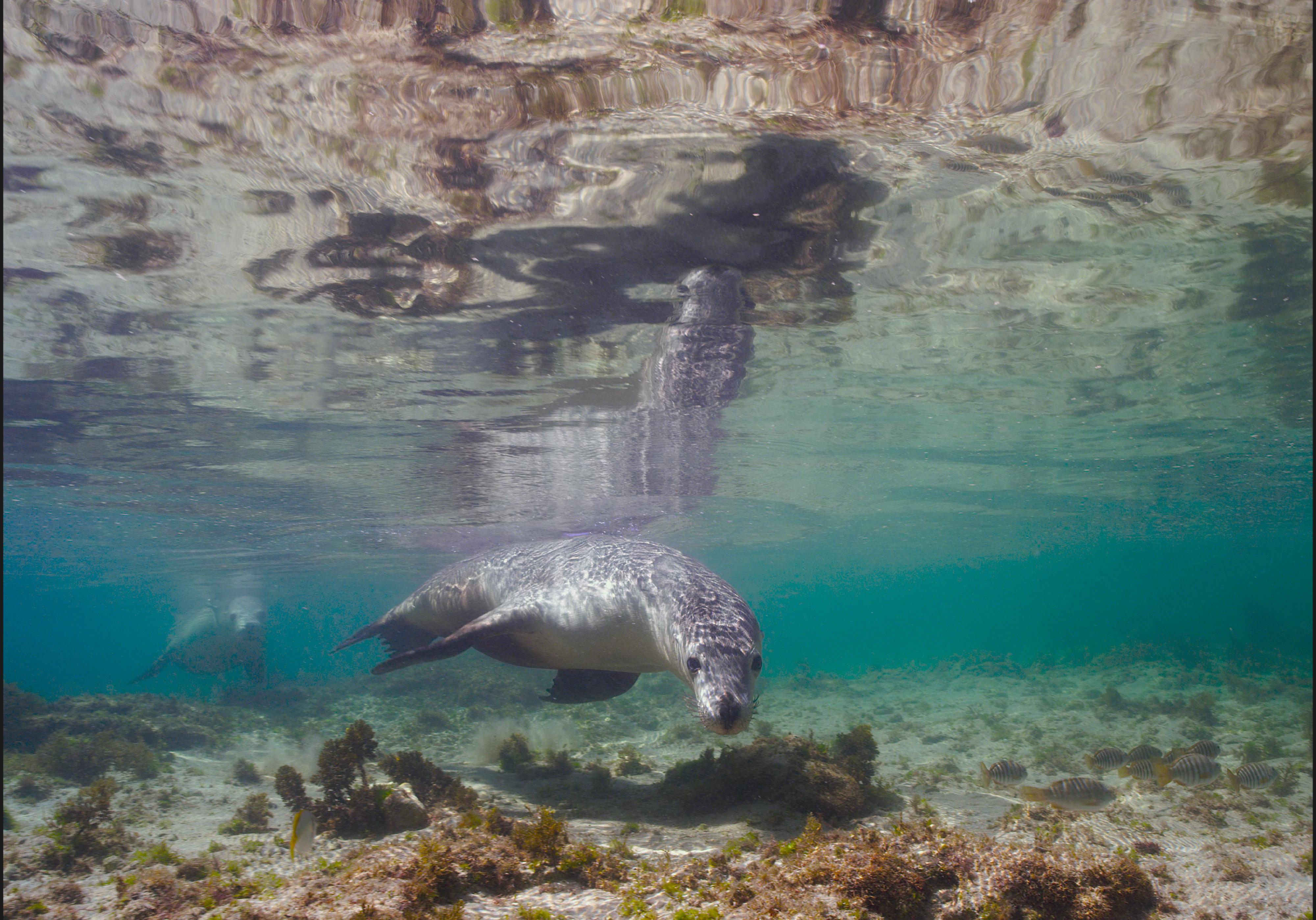 香港太空馆今日（四月二十一日）推出全新全天域电影《小海狮大历险》。图示澳洲幼海狮。