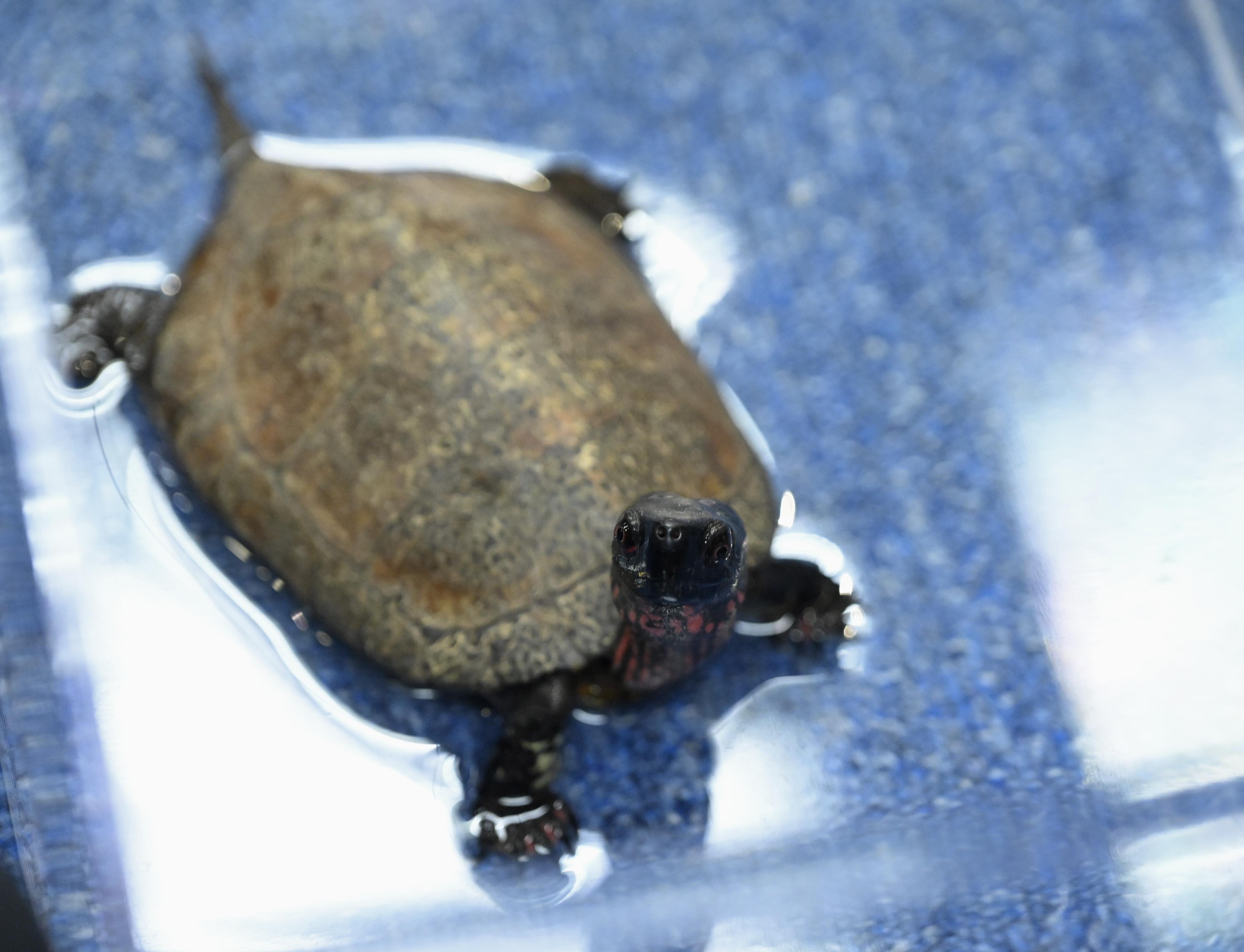 漁農自然護理署五月十七日與警方就非法管有瀕危物種採取聯合行動，在一處所內檢獲31隻懷疑被非法管有的龜隻。圖示人員檢獲屬《瀕危野生動植物種國際貿易公約》附錄II的眼斑水龜。
