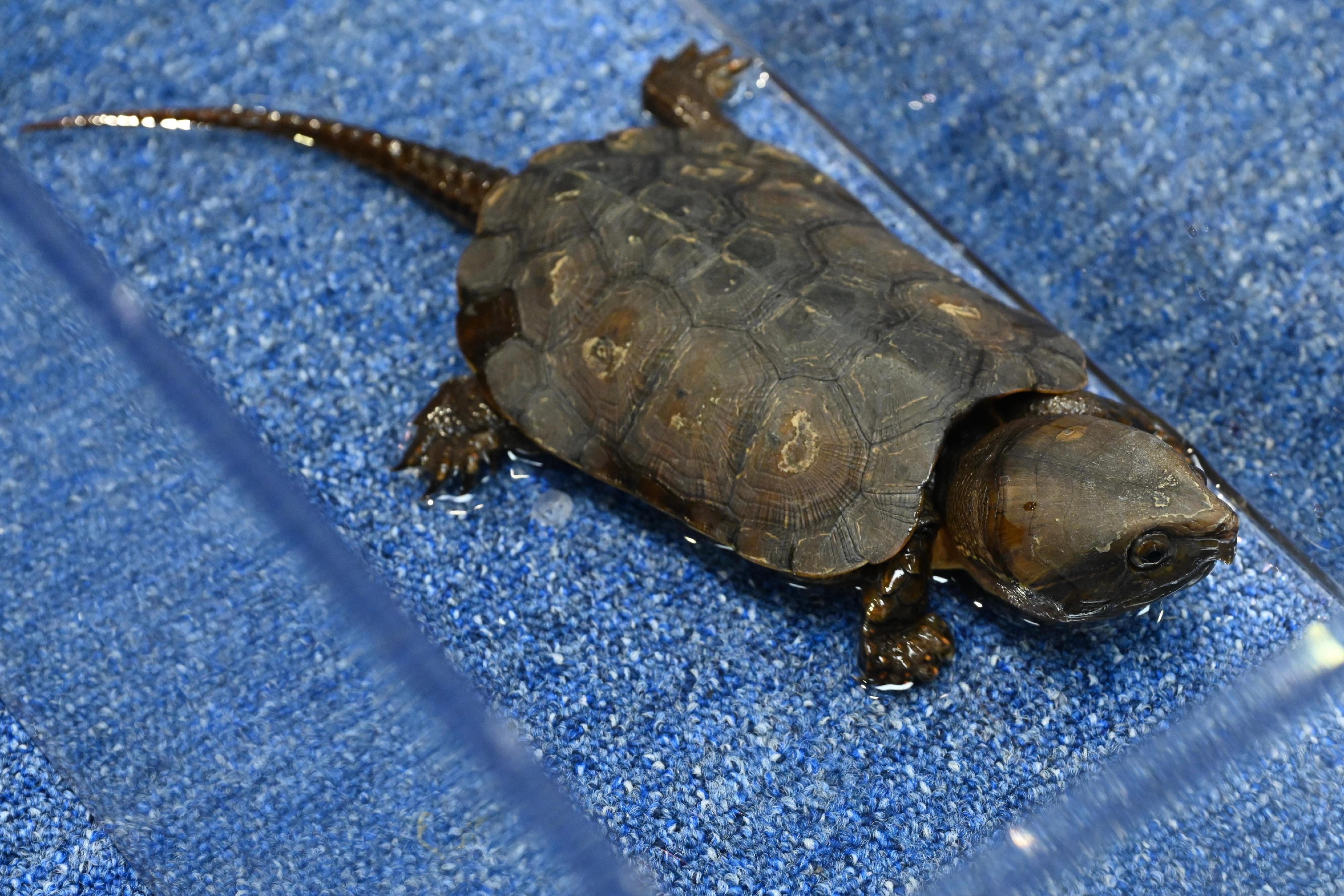 The Agriculture, Fisheries and Conservation Department conducted a joint operation with the Hong Kong Police Force on May 17 on a case of suspected illegal possession of endangered species. Thirty-one specimens of turtles suspected of being illegally possessed were seized on a premises. Photo shows a big-headed turtle (Platysternon megacephalum), which is listed on Appendix I to the Convention on International Trade in Endangered Species of Wild Fauna and Flora, seized by the officers.