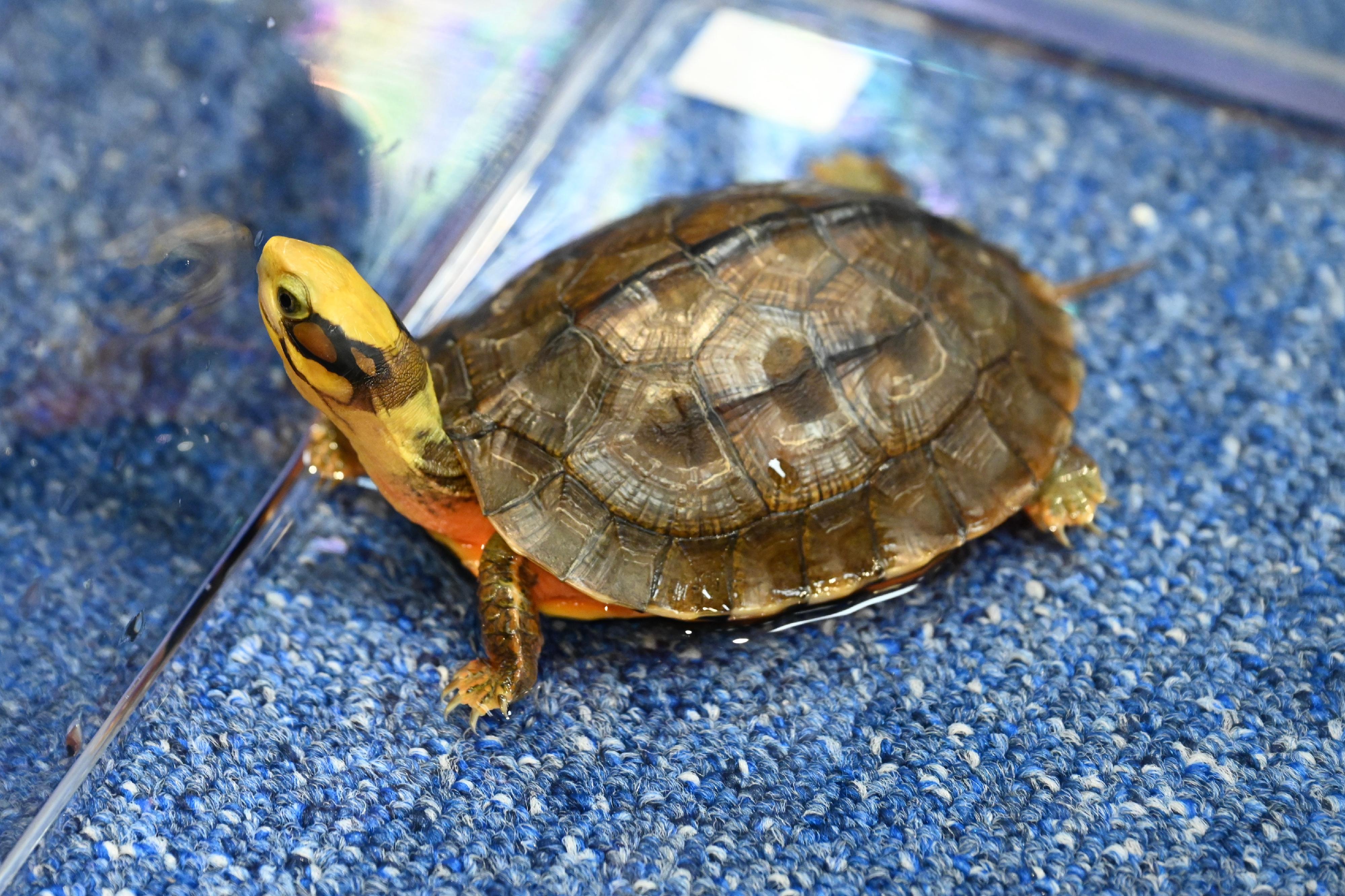 The Agriculture, Fisheries and Conservation Department conducted a joint operation with the Hong Kong Police Force on May 17 on a case of suspected illegal possession of endangered species. Thirty-one specimens of turtles suspected of being illegally possessed were seized on a premises. Photo shows a Chinese three-striped box turtle (also commonly known as golden coin turtle) (Cuora trifasciata), which is listed on Appendix II to the Convention on International Trade in Endangered Species of Wild Fauna and Flora, seized by the officers.