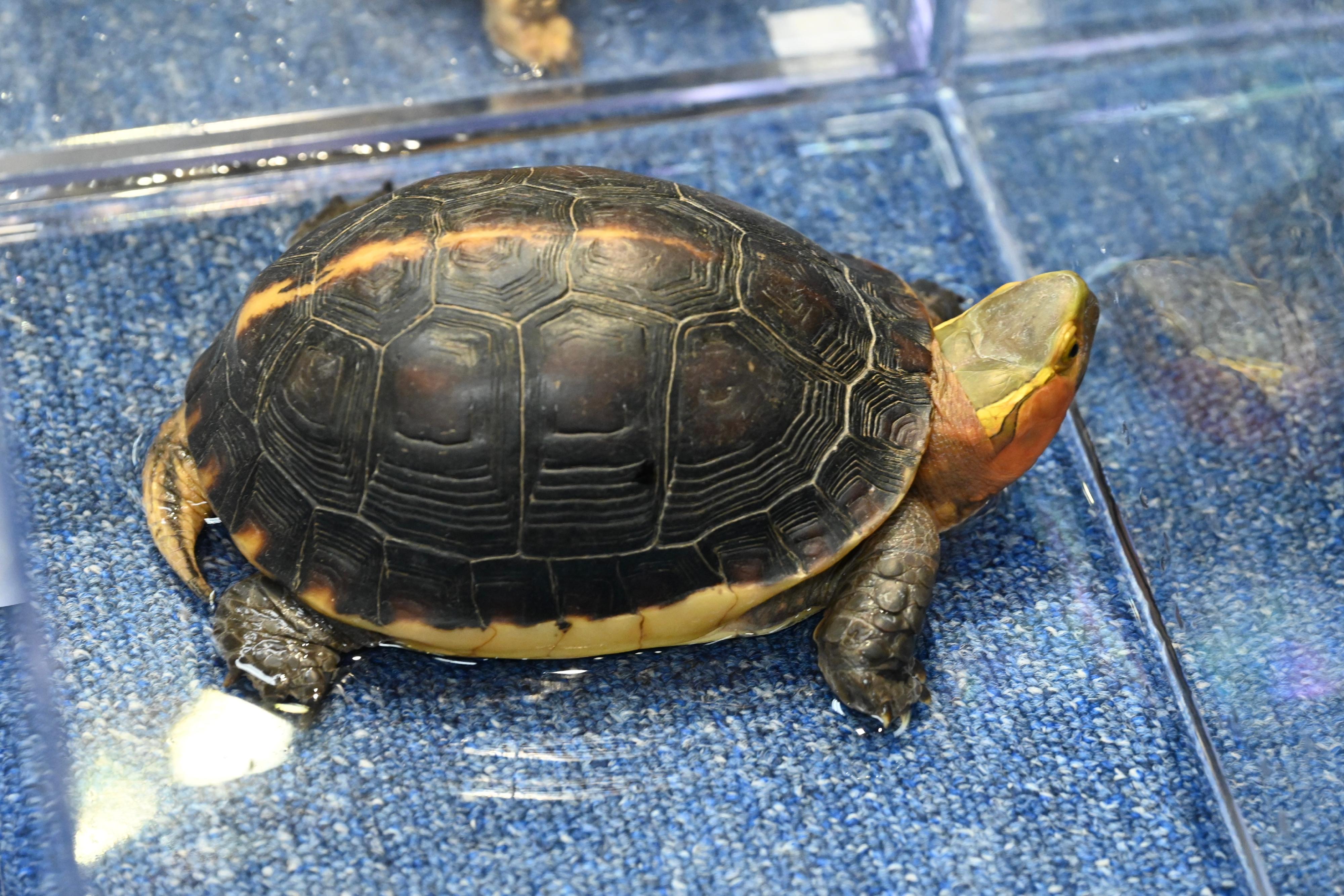 The Agriculture, Fisheries and Conservation Department conducted a joint operation with the Hong Kong Police Force on May 17 on a case of suspected illegal possession of endangered species. Thirty-one specimens of turtles suspected of being illegally possessed were seized on a premises. Photo shows a yellow-margined box turtle (Cuora flavomarginata), which is listed on Appendix II to the Convention on International Trade in Endangered Species of Wild Fauna and Flora, seized by the officers.