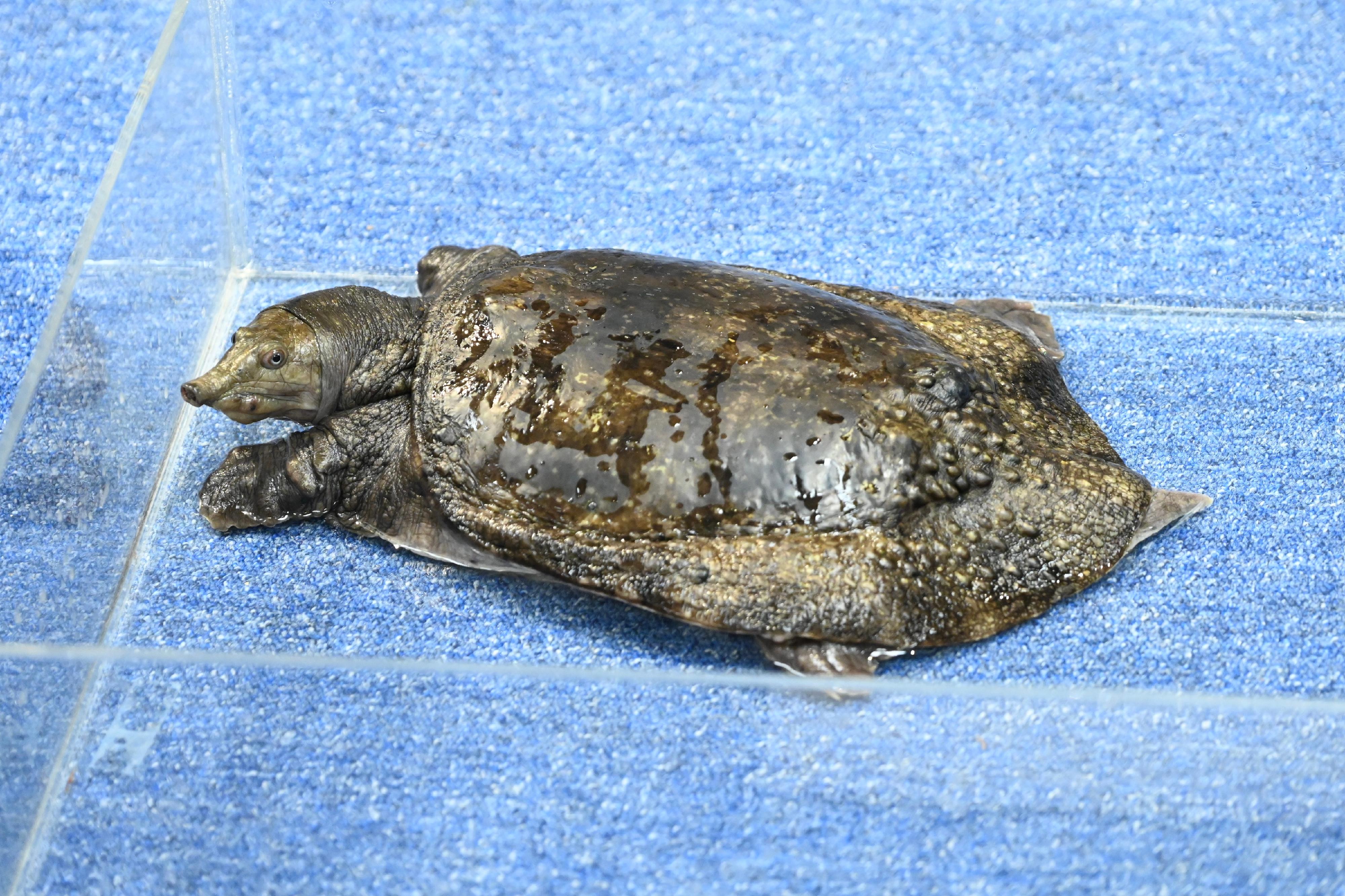 The Agriculture, Fisheries and Conservation Department conducted a joint operation with the Hong Kong Police Force on May 17 on a case of suspected illegal possession of endangered species. Thirty-one specimens of turtles suspected of being illegally possessed were seized on a premises. Photo shows a wattle-necked softshell turtle (Palea steindachneri), which is listed on Appendix II to the Convention on International Trade in Endangered Species of Wild Fauna and Flora, seized by the officers.
