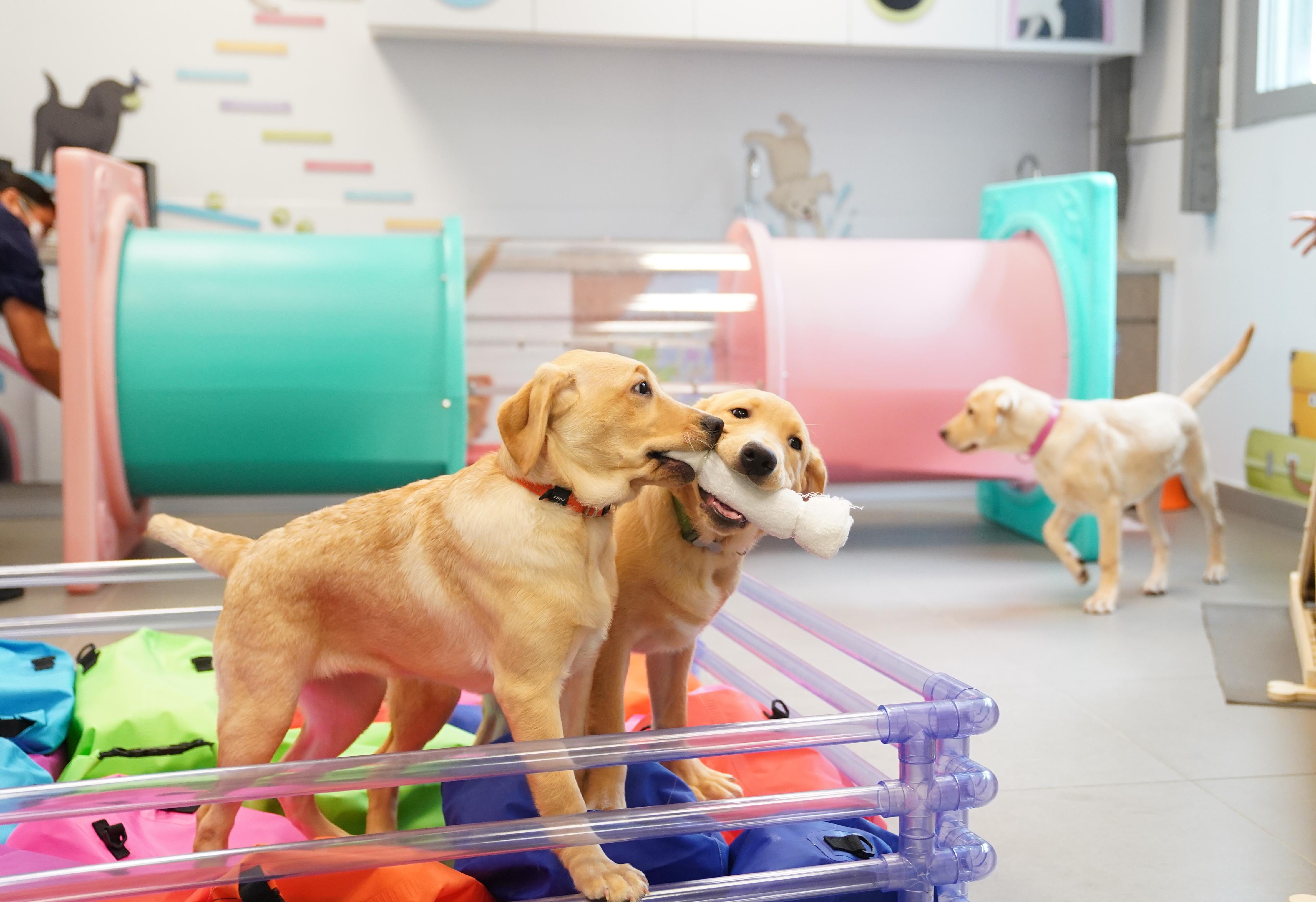 香港海關與機場保安有限公司首次合作進行繁育犬隻計劃，於今年二月五日（即農曆大年初五）成功繁殖八隻拉布拉多尋回犬。圖示幼犬在港珠澳大橋海關搜查犬繁育中心進行初期訓練。