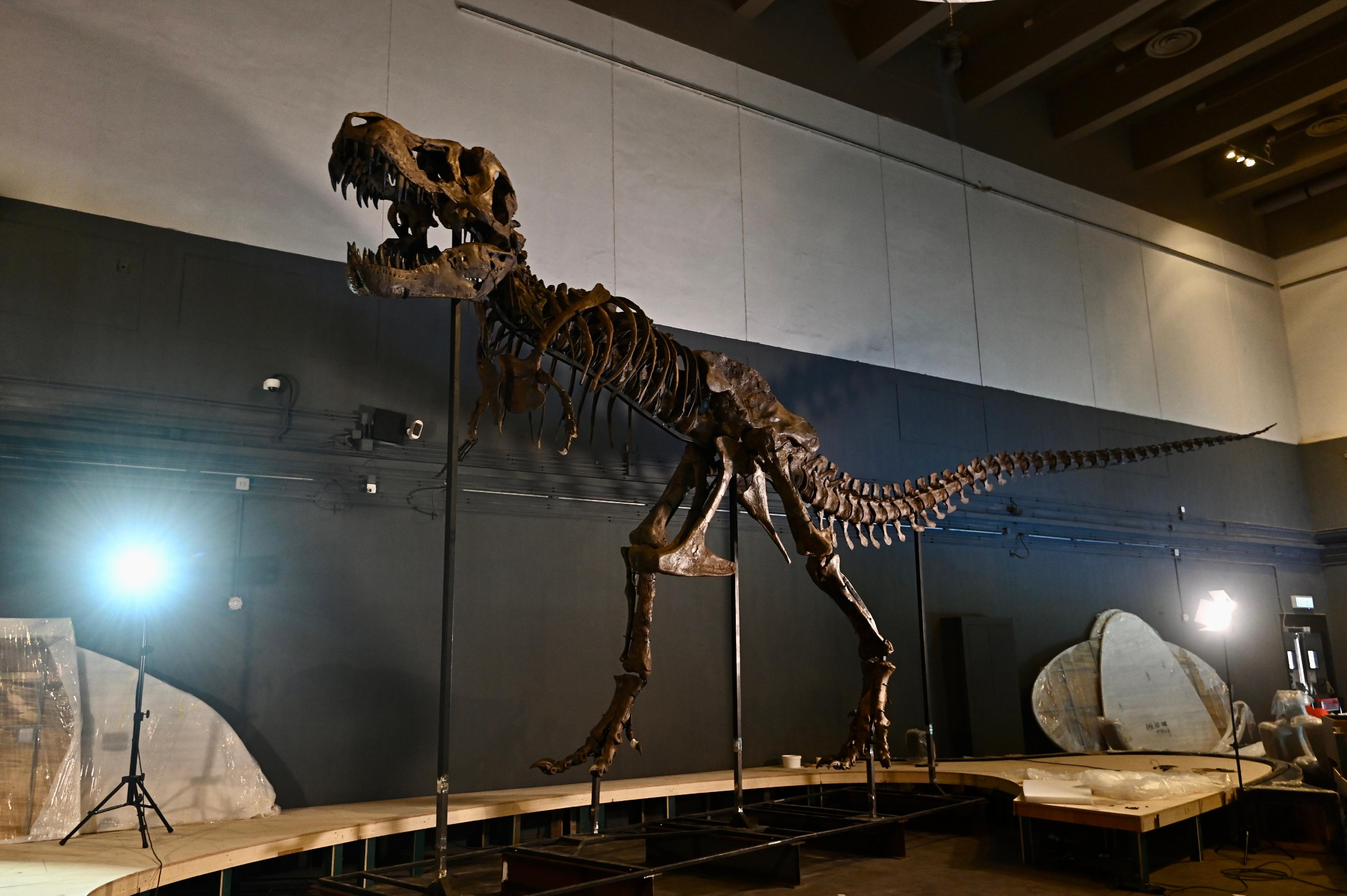 香港科學館現正為七月八日（星期五）起舉行的大型恐龍展覽「香港賽馬會呈獻系列：八大‧尋龍記」安裝展品。圖示暴龍的骨架。