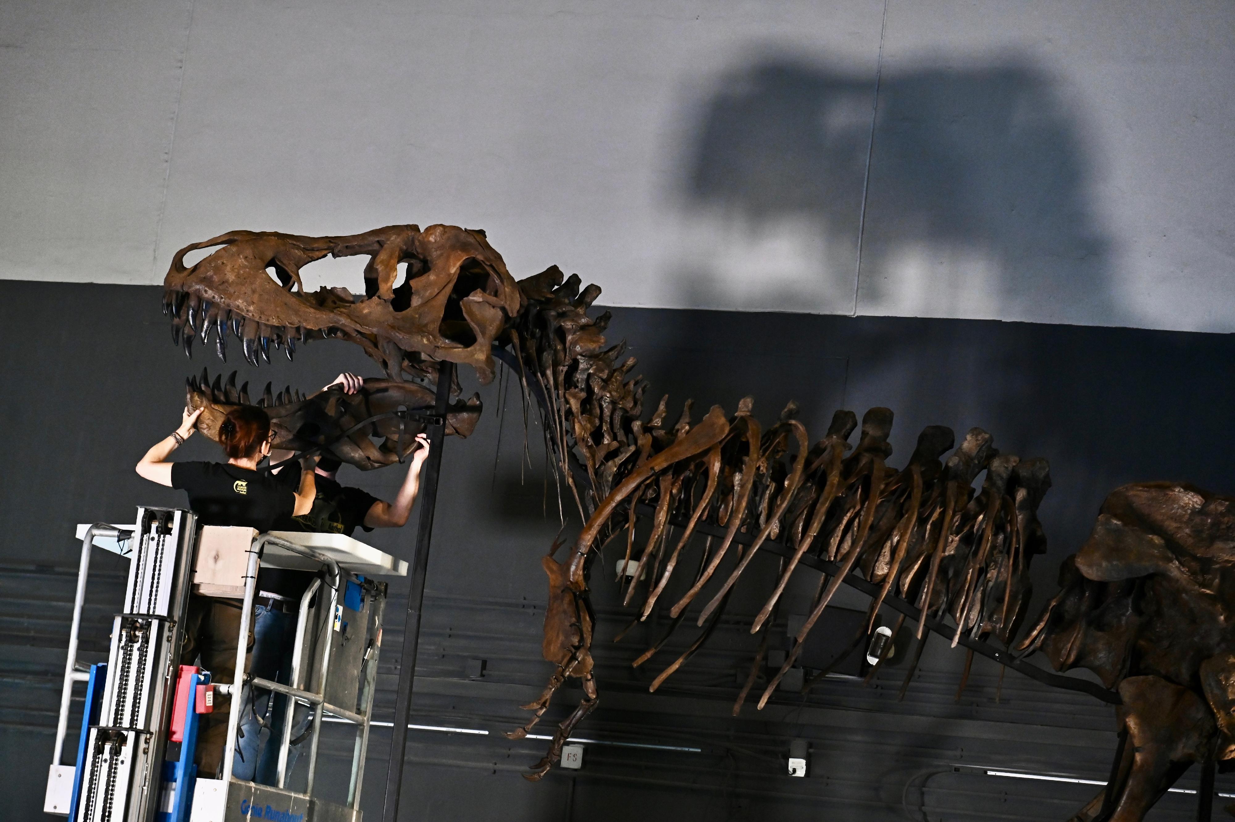 香港科學館現正為七月八日（星期五）起舉行的大型恐龍展覽「香港賽馬會呈獻系列：八大‧尋龍記」安裝展品。圖示展覽安裝團隊正將暴龍頭骨安裝於骨架上。