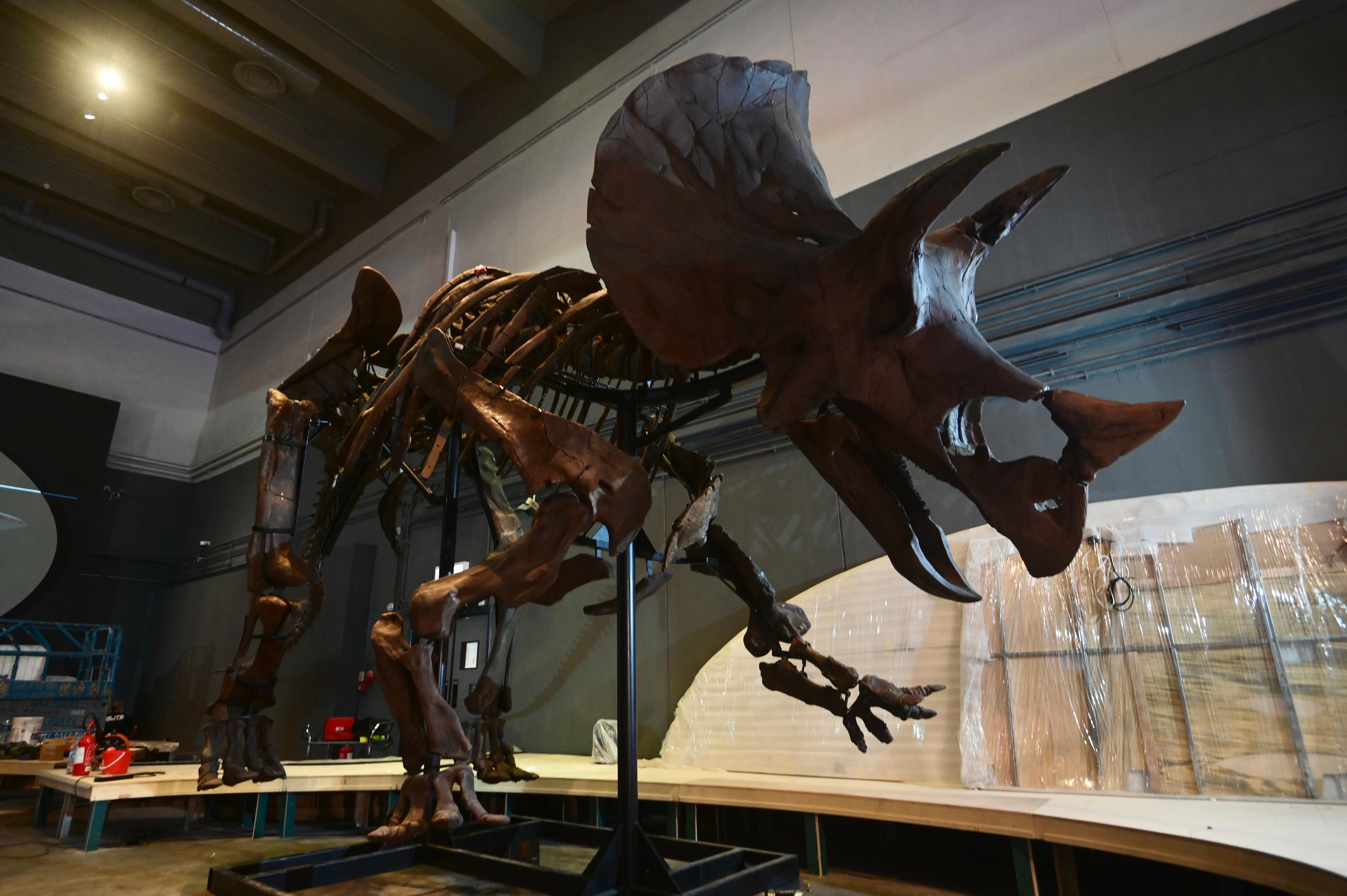The Hong Kong Science Museum has started setting up exhibits for its large-scale dinosaur exhibition, "The Hong Kong Jockey Club Series: The Big Eight - Dinosaur Revelation", to be launched on July 8 (Friday). Picture shows the skeleton of a large Triceratops, specially installed for this exhibition, which will have its world premiere.
