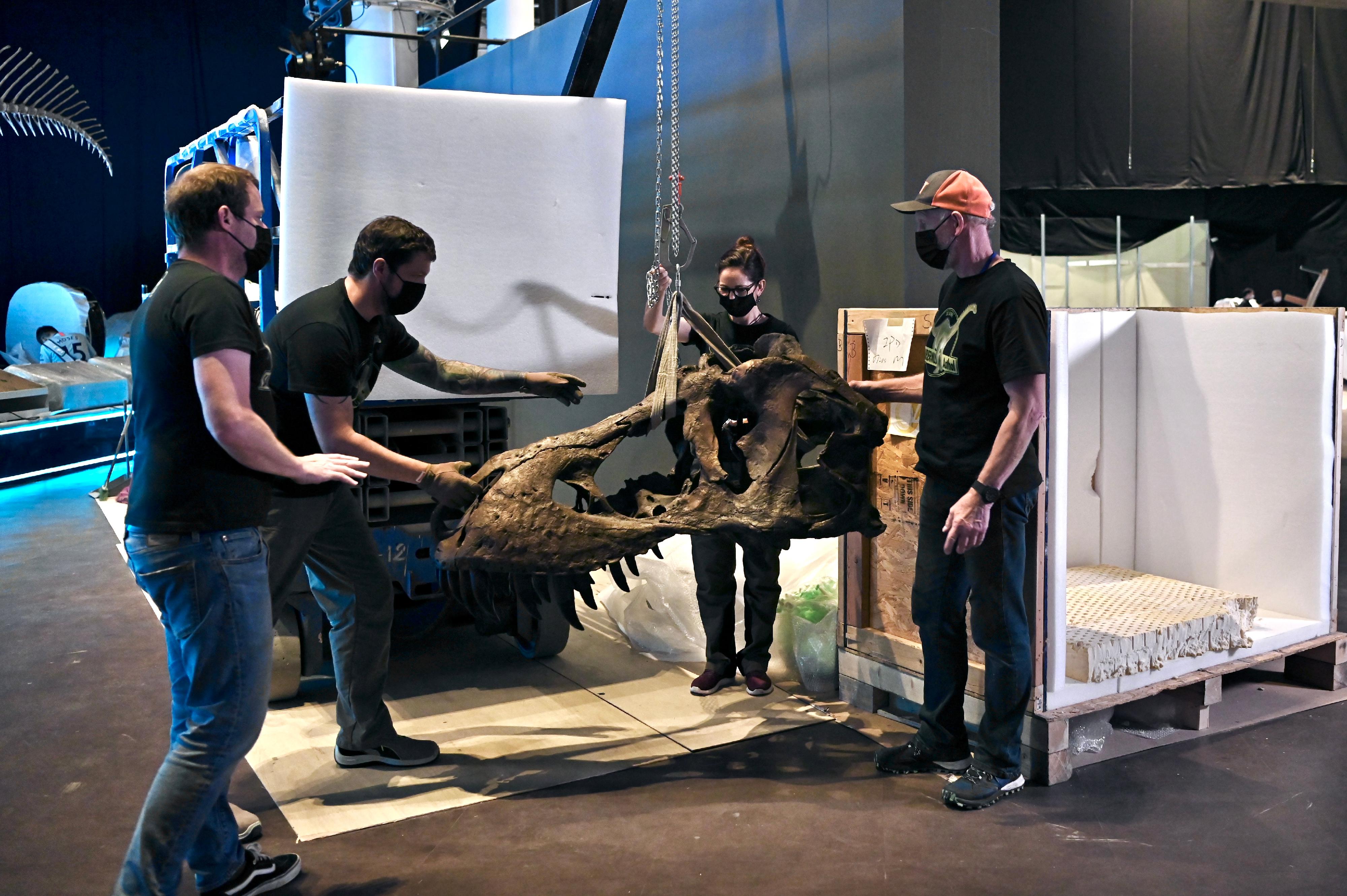 The Hong Kong Science Museum has started setting up exhibits for its large-scale dinosaur exhibition, "The Hong Kong Jockey Club Series: The Big Eight - Dinosaur Revelation", to be launched on July 8 (Friday). Picture shows the skull skeleton of a Tyrannosaurus.