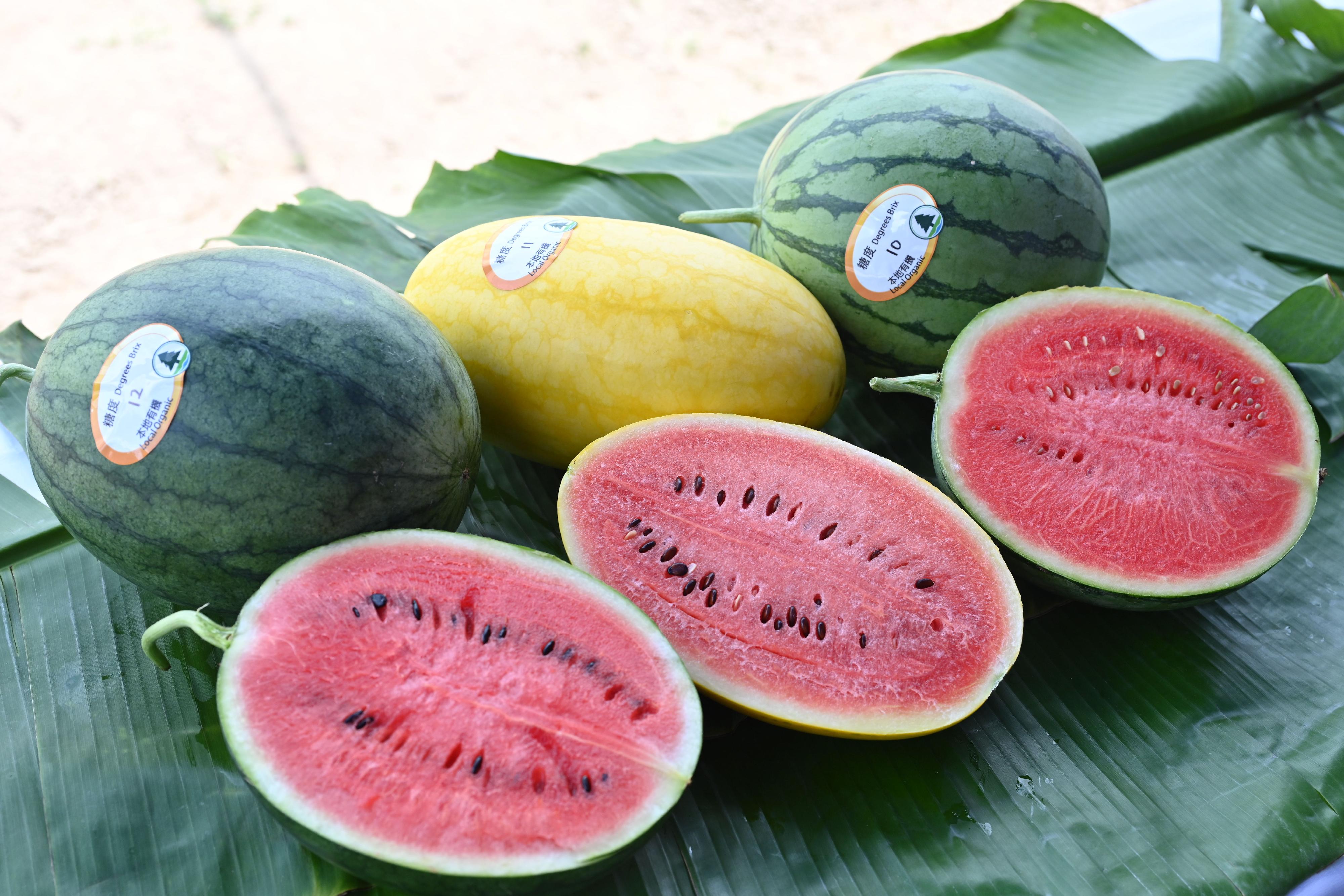 The Agriculture, Fisheries and Conservation Department today (June 29) introduced three highlighted varieties of organic watermelons for the Local Organic Watermelon Festival. Photo shows those varieties with sweetness labels, namely Super Sweet Black Angel 168 (left), Diana (centre) and seedless 3F-2728 (right).