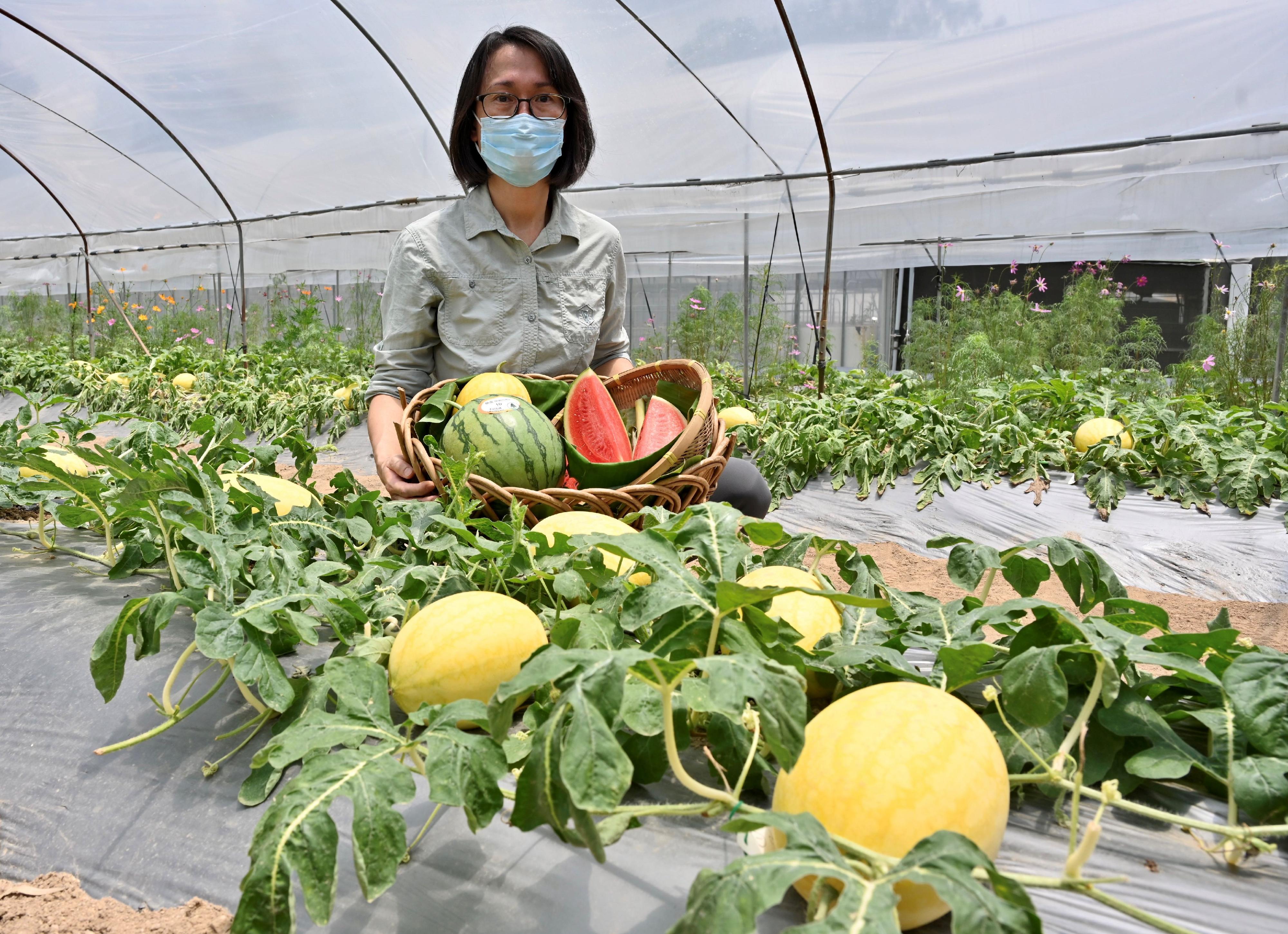 The Agriculture, Fisheries and Conservation Department (AFCD) today (June 29) introduced three highlighted varieties of organic watermelons for the Local Organic Watermelon Festival. Photo shows Agricultural Officer (Horticulture) of the AFCD, Ms Wong Mun-wai, introducing the highlighted varieties of watermelons as part of the department's promotion of environmentally friendly cultivation practices through organic farming.