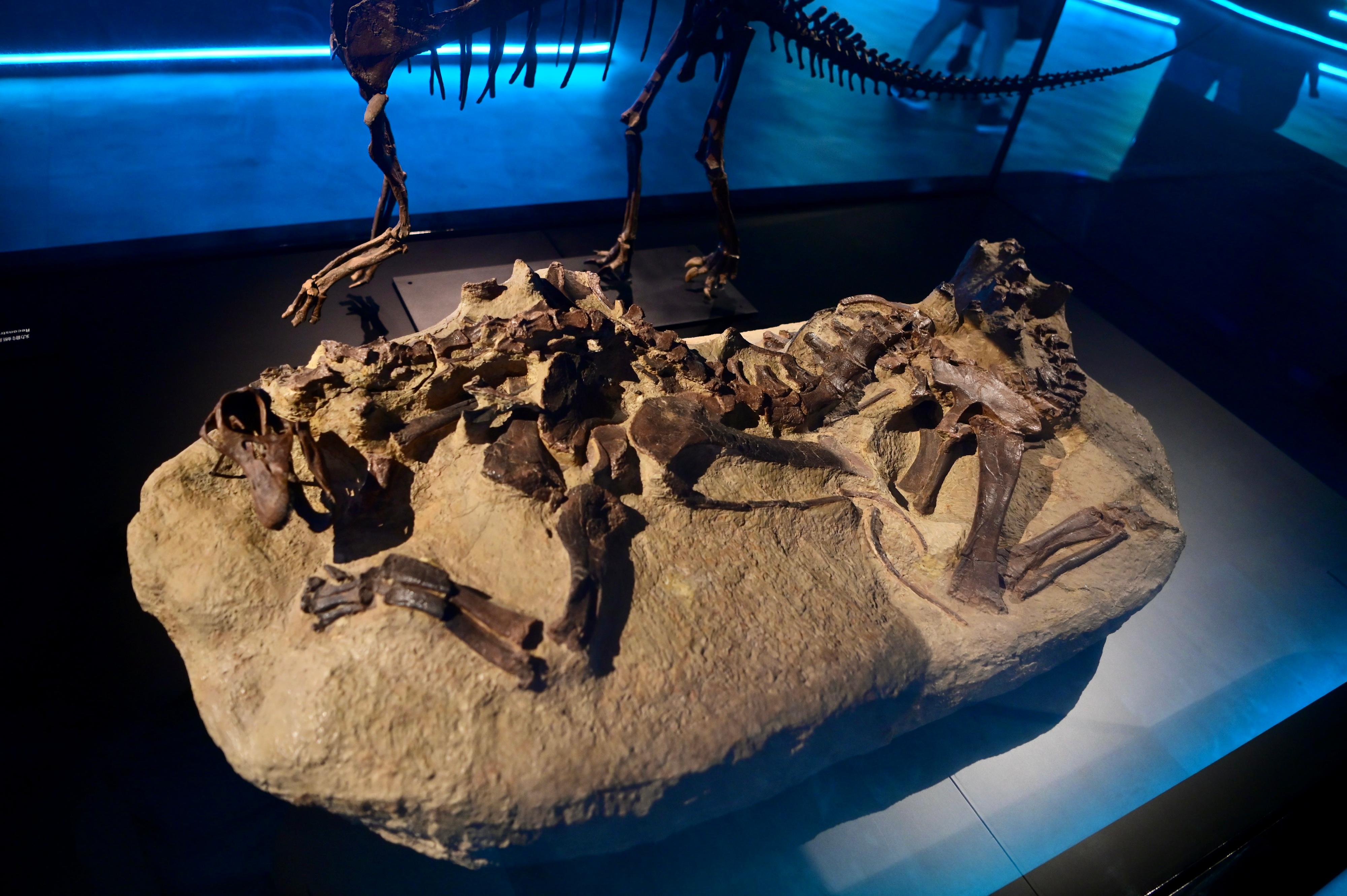 The Hong Kong Science Museum will stage a large-scale dinosaur exhibition, "The Hong Kong Jockey Club Series: The Big Eight - Dinosaur Revelation", from July 8 (Friday). Picture shows a baby sauropod displayed in its original buried state.