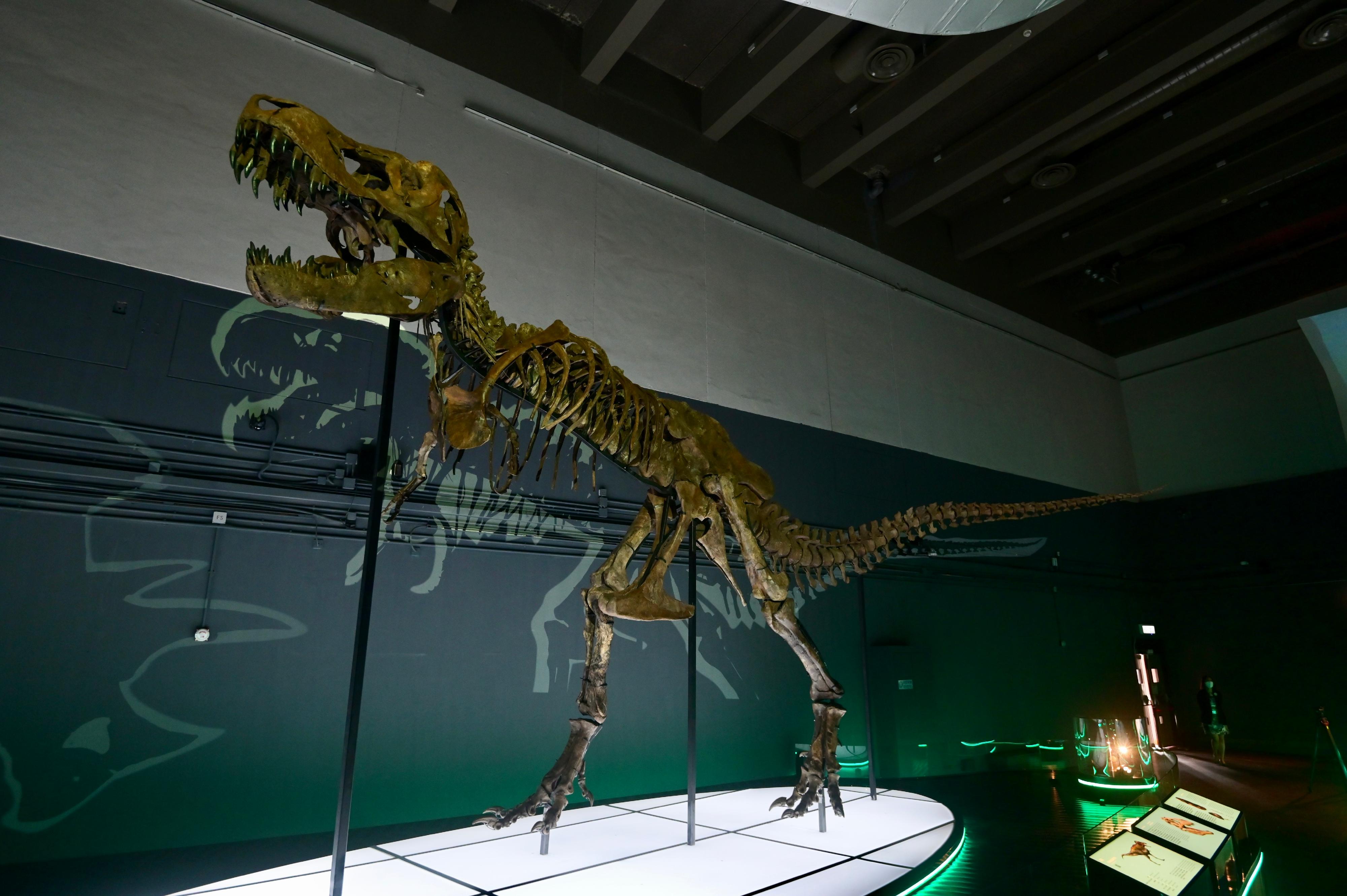 香港科學館七月八日（星期五）起舉行大型恐龍展覽「香港賽馬會呈獻系列：八大．尋龍記」。圖示高達四米的暴龍骨架。
