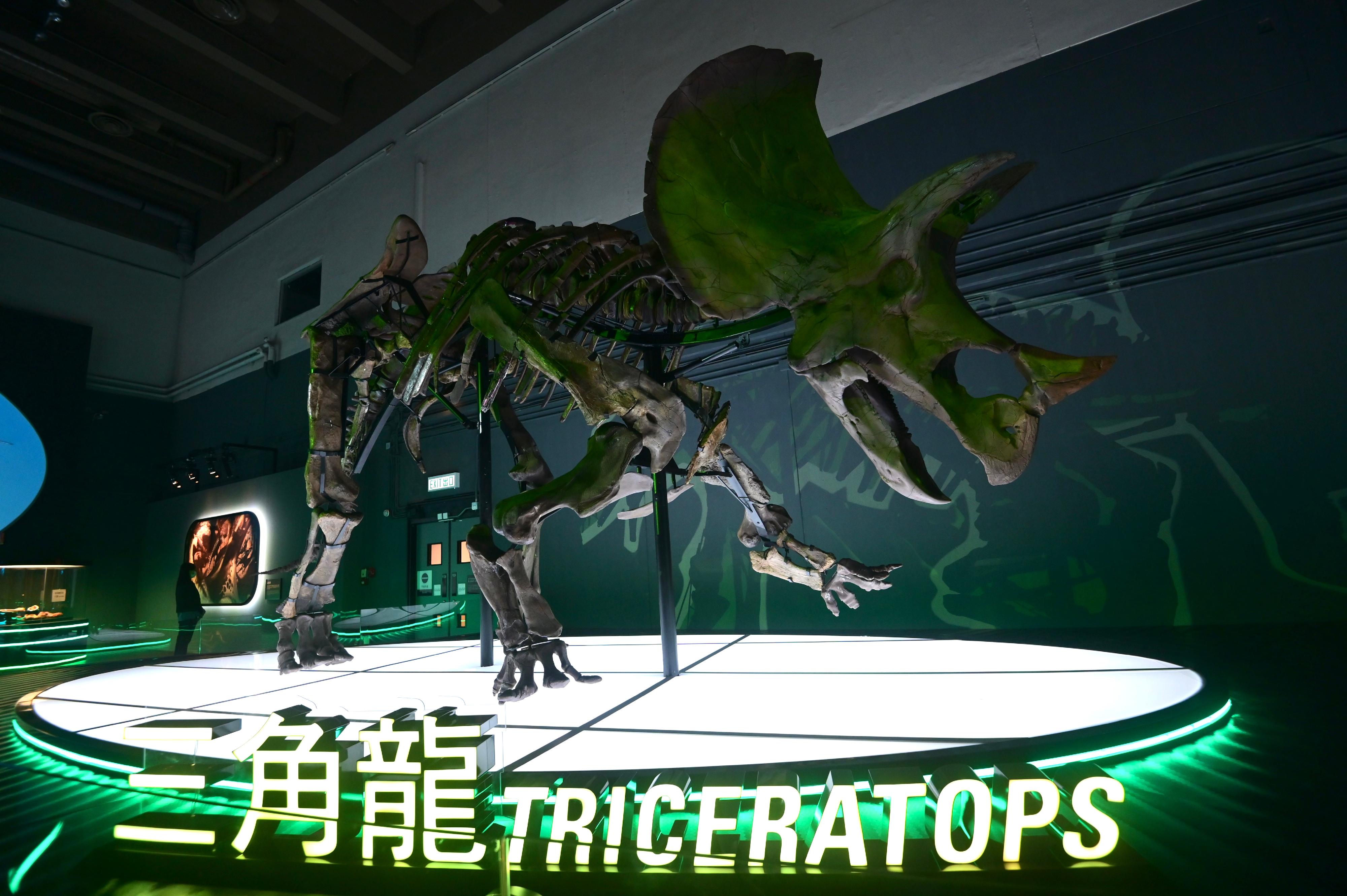 香港科學館七月八日（星期五）起舉行大型恐龍展覽「香港賽馬會呈獻系列：八大．尋龍記」。圖示的大型三角龍骨架是特別為這次展覽組裝，並作全球首次展出。