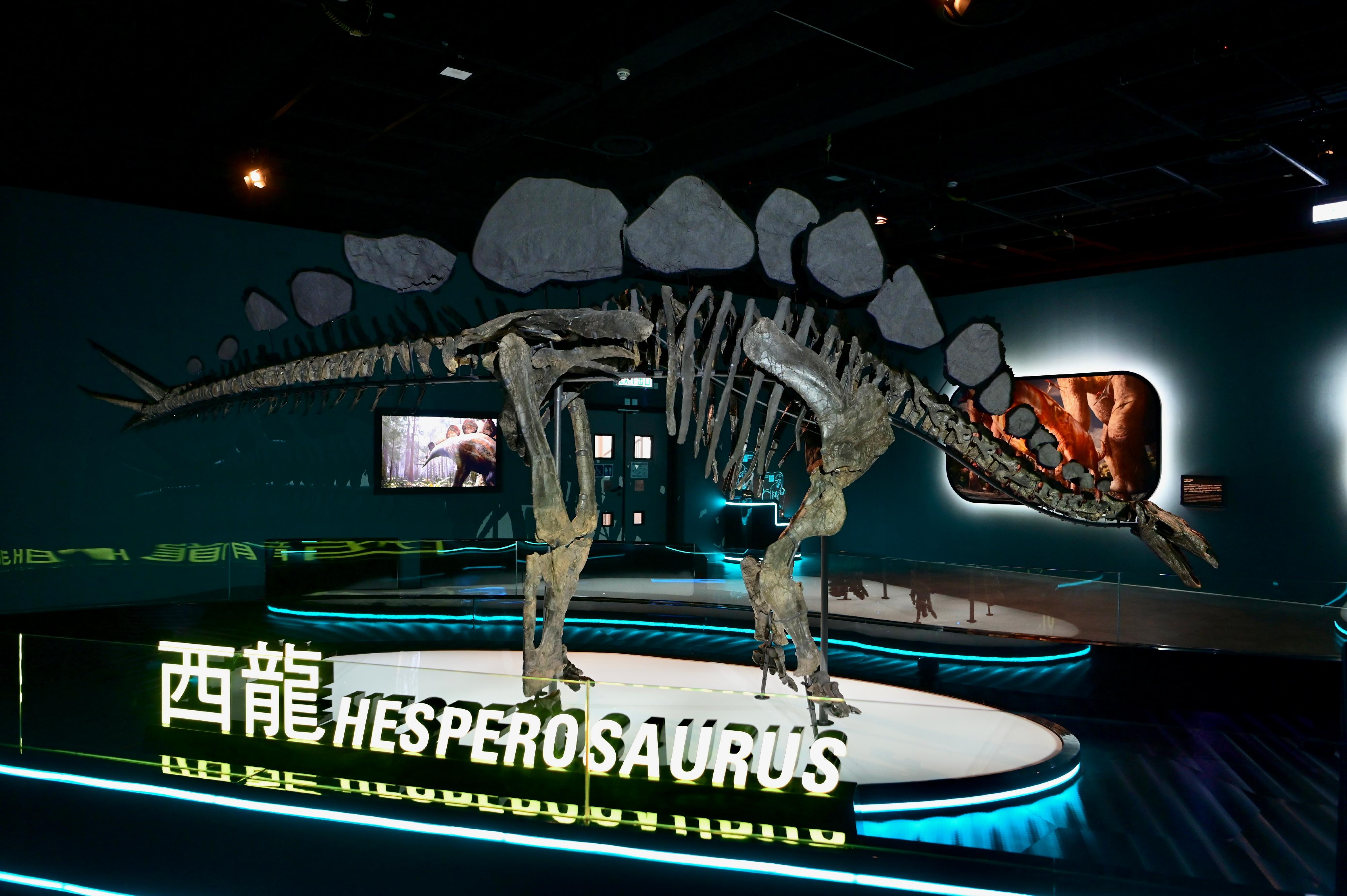 香港科學館七月八日（星期五）起舉行大型恐龍展覽「香港賽馬會呈獻系列：八大．尋龍記」。圖示西龍的骨架，其稀有的皮膚印痕化石也會同場展示。