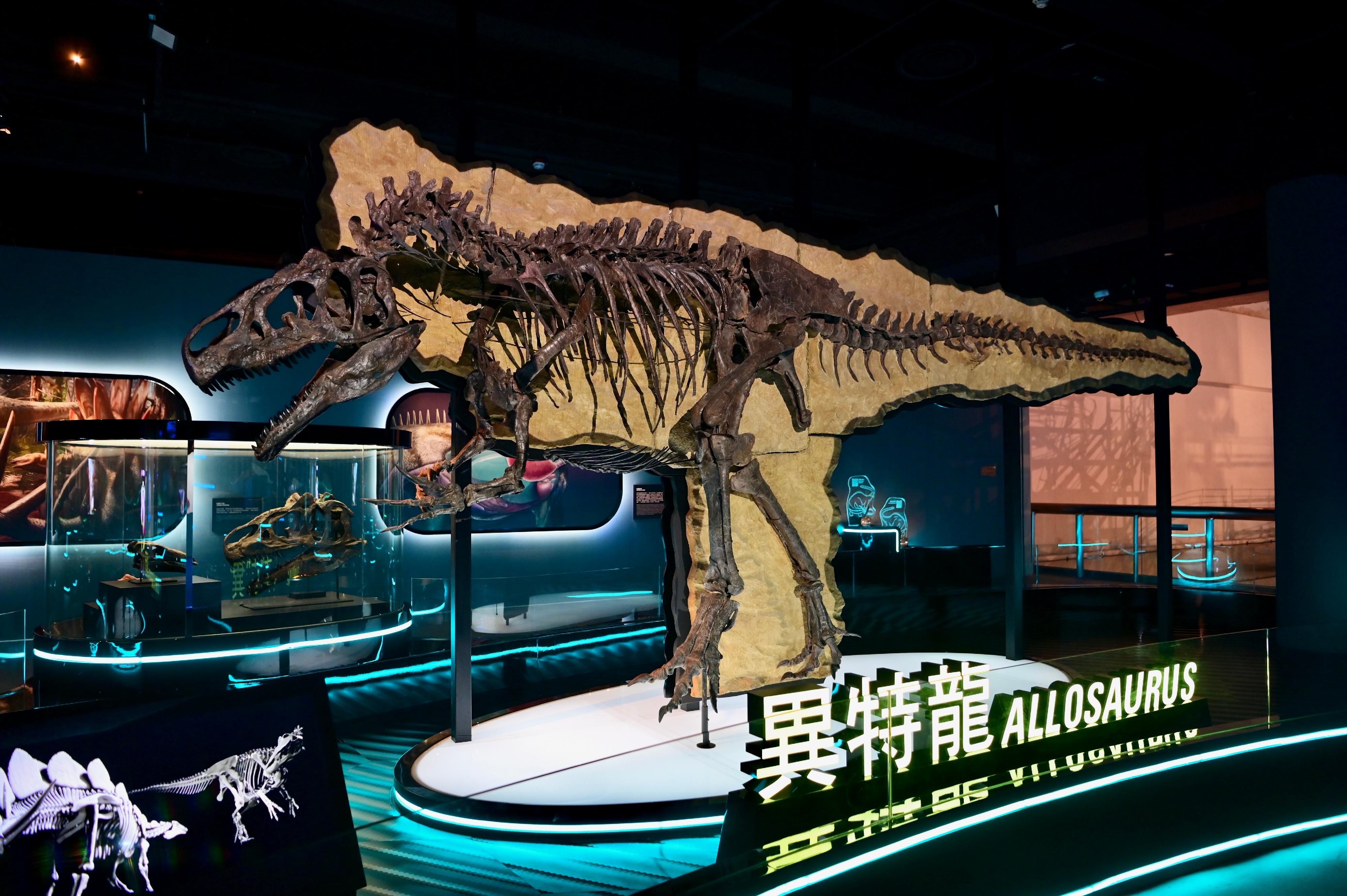 香港科學館七月八日（星期五）起舉行大型恐龍展覽「香港賽馬會呈獻系列：八大．尋龍記」。圖示異特龍骨架，完整度超過九成。