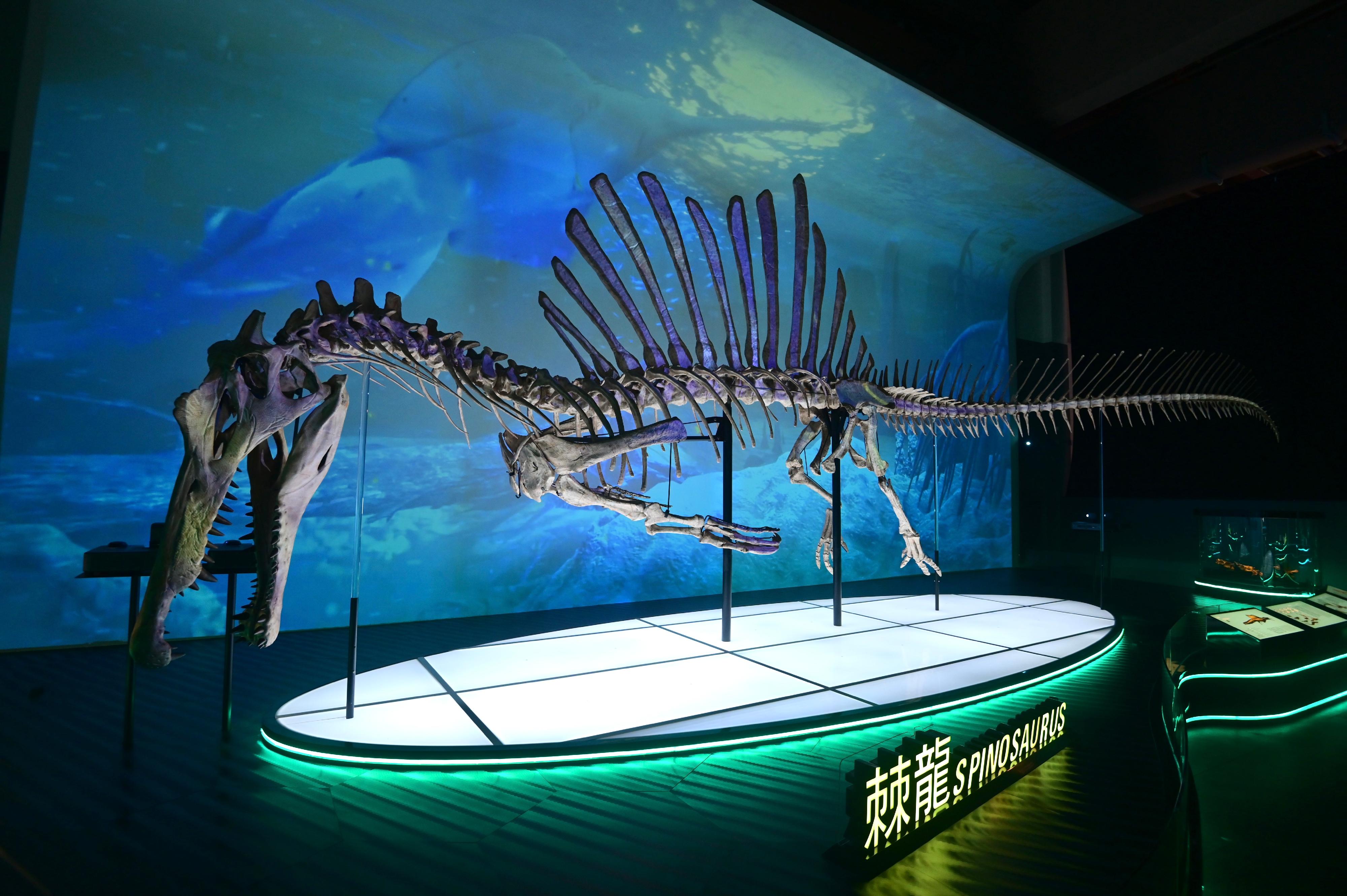 香港科学馆七月八日（星期五）起举行大型恐龙展览「香港赛马会呈献系列：八大．寻龙记」。图示棘龙的一比一复原骨架模型，配合灯光投射效果，彷如在水中游泳。
