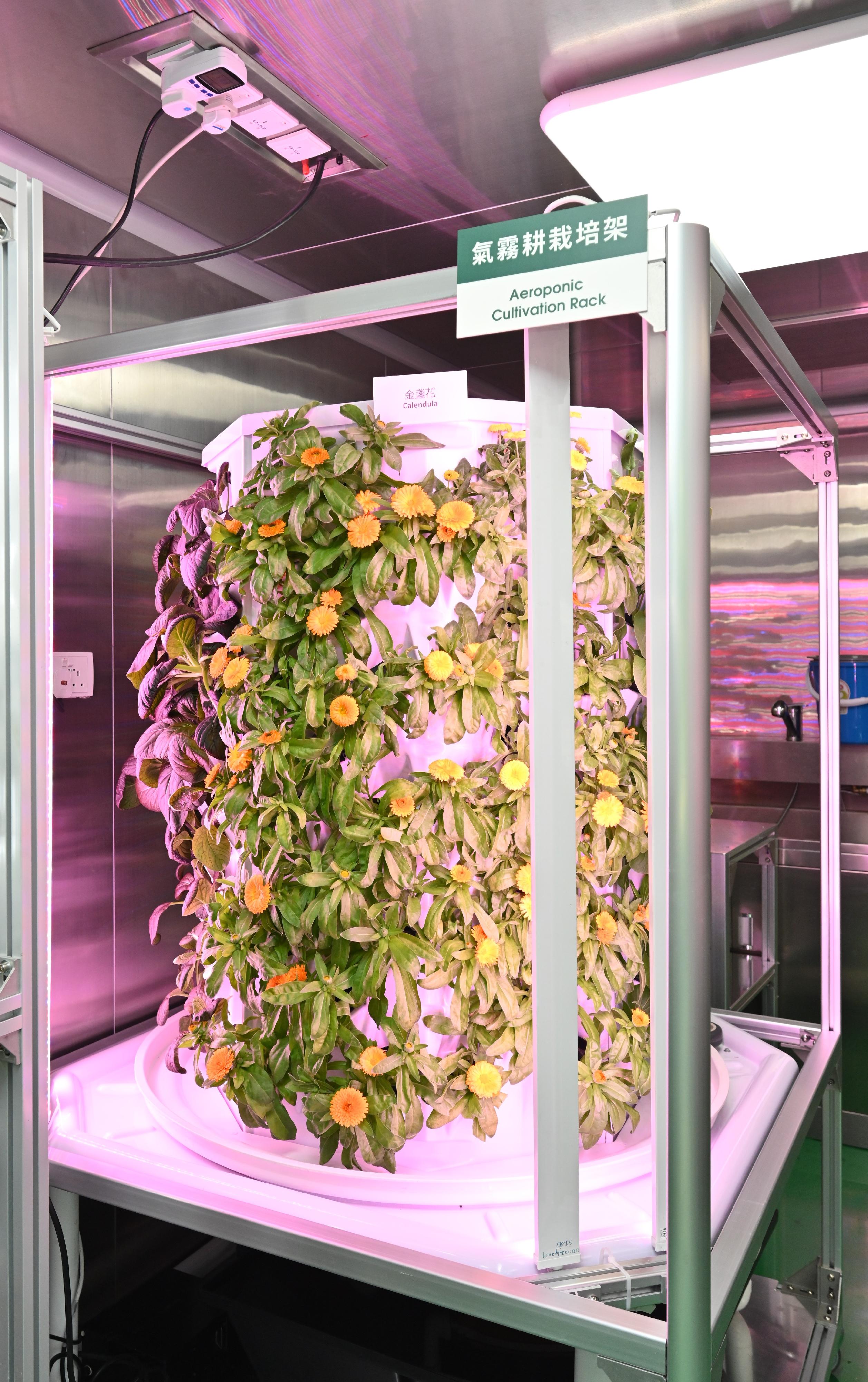 The Agriculture, Fisheries and Conservation Department and Phase 2 of the Controlled Environment Hydroponic Research and Development Centre today (July 26) showcased newly introduced hydroponic cultivation technologies as well as crops that were successfully cultivated with controlled environment hydroponic technology. Photo shows the rotary Aeroponic Cultivation System.
