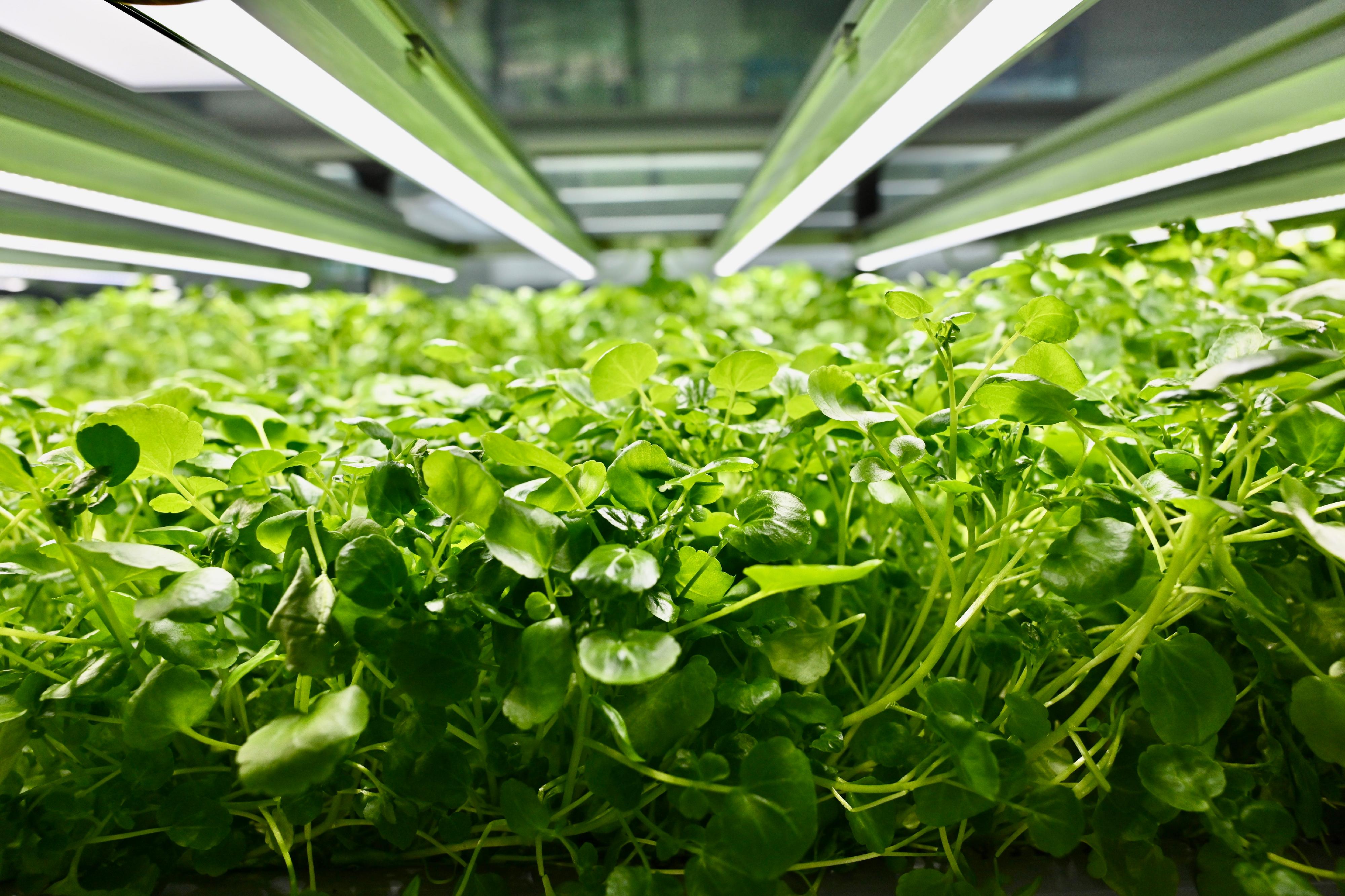 The Agriculture, Fisheries and Conservation Department and Phase 2 of the Controlled Environment Hydroponic Research and Development Centre today (July 26) showcased newly introduced hydroponic cultivation technologies as well as crops that were successfully cultivated with controlled environment hydroponic technology. Photo shows watercress successfully cultivated with controlled environment hydroponic technology.