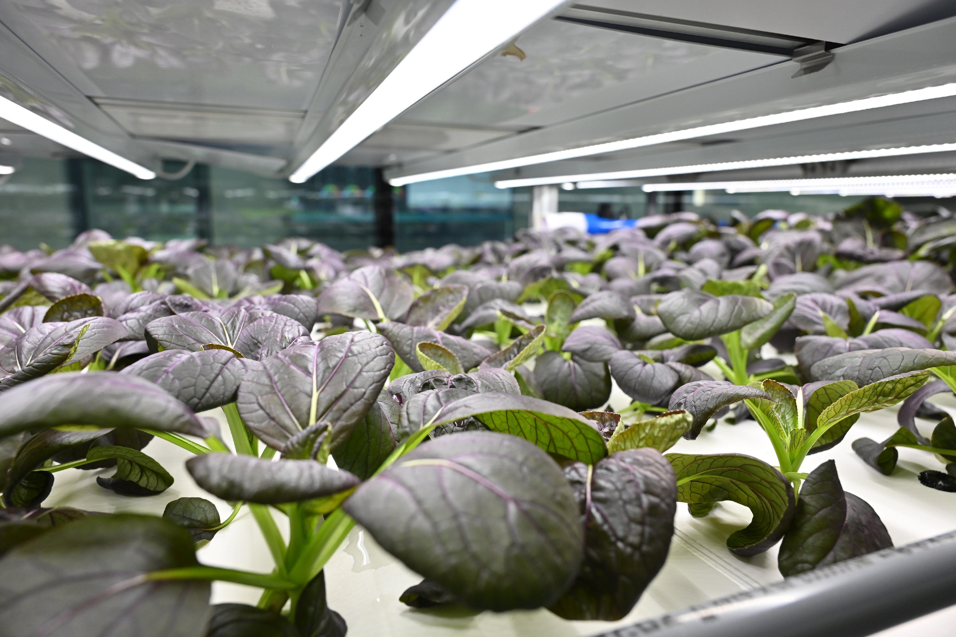 The Agriculture, Fisheries and Conservation Department and Phase 2 of the Controlled Environment Hydroponic Research and Development Centre today (July 26) showcased newly introduced hydroponic cultivation technologies as well as crops that were successfully cultivated with controlled environment hydroponic technology. Photo shows purple pak choi seedling successfully cultivated with controlled environment hydroponic technology.